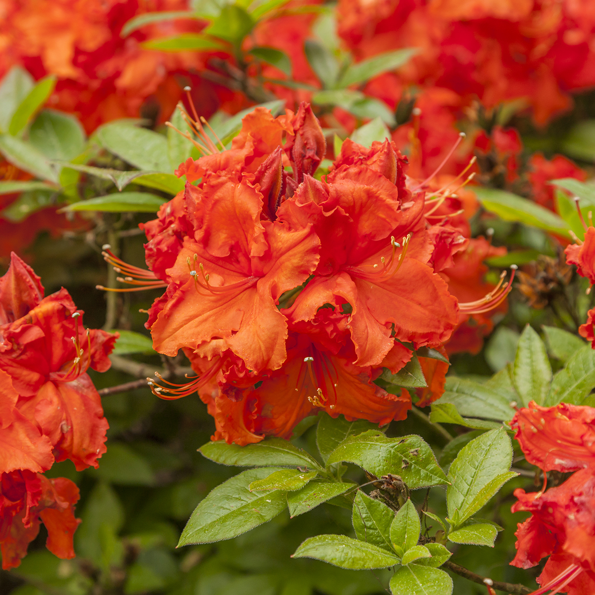 Rhododendron (Knap Hill) 'Gibraltar' 23cm