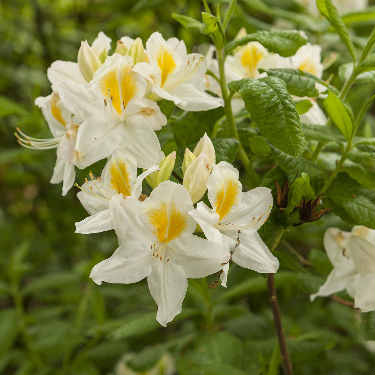 Trädgårdsazalea 'Persil'