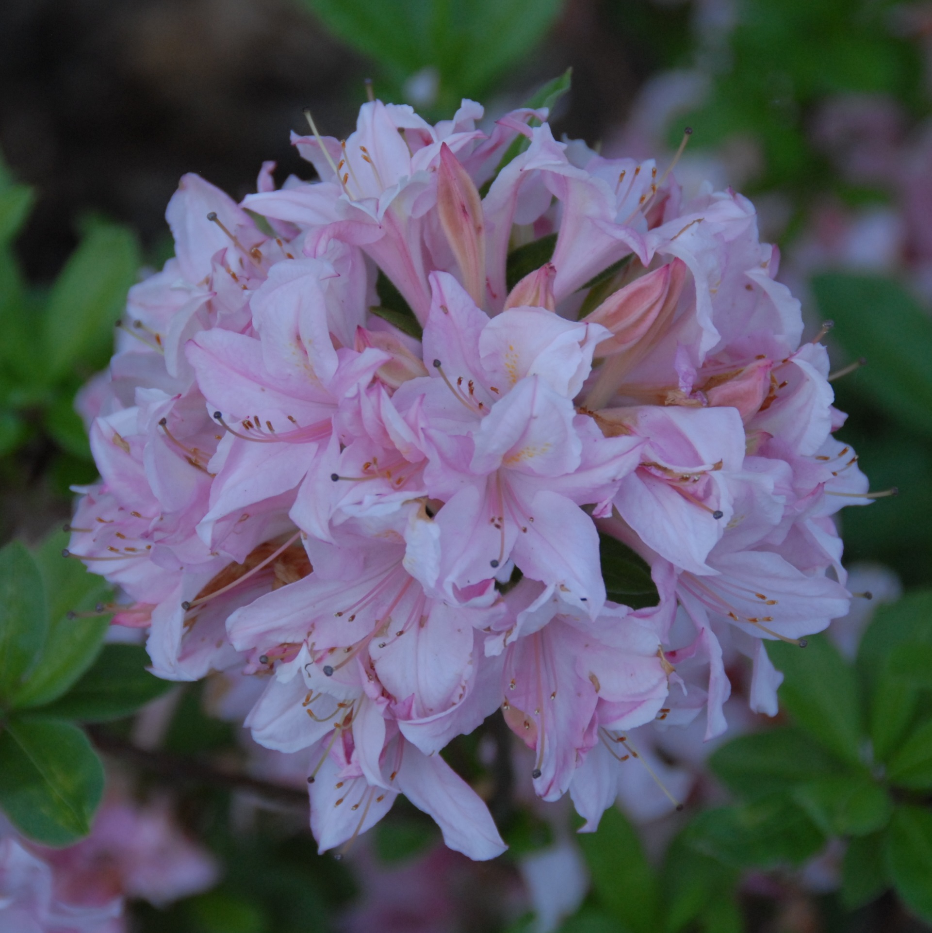 Asalea 'Soir de Paris'