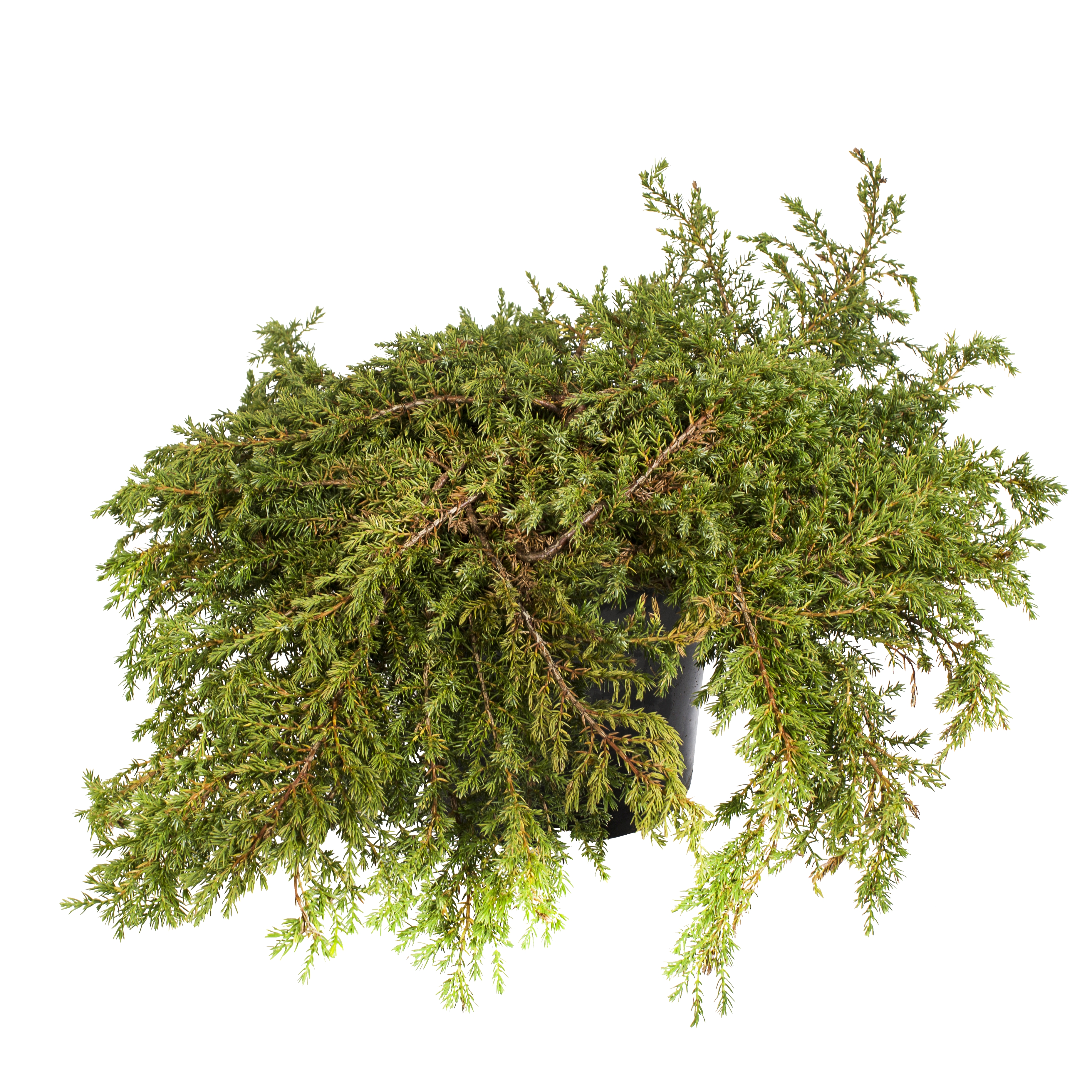 Juniperus communis 'Repanda' 23cm