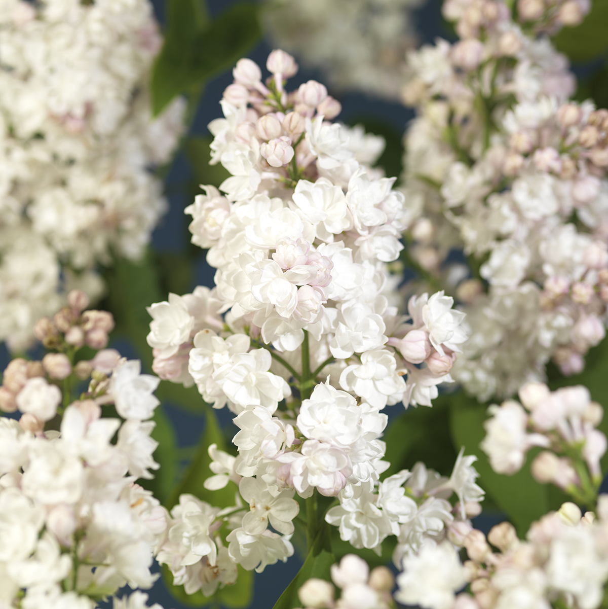 Duftsyrin 'Souvenir d'Alice Harding'