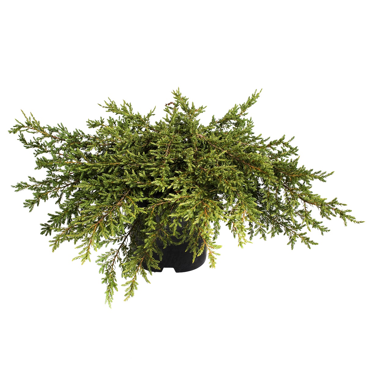 Dvärg-en 'Green Carpet'