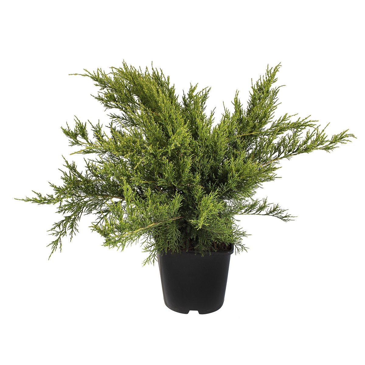 Trädgårds-en 'Mint Julep'