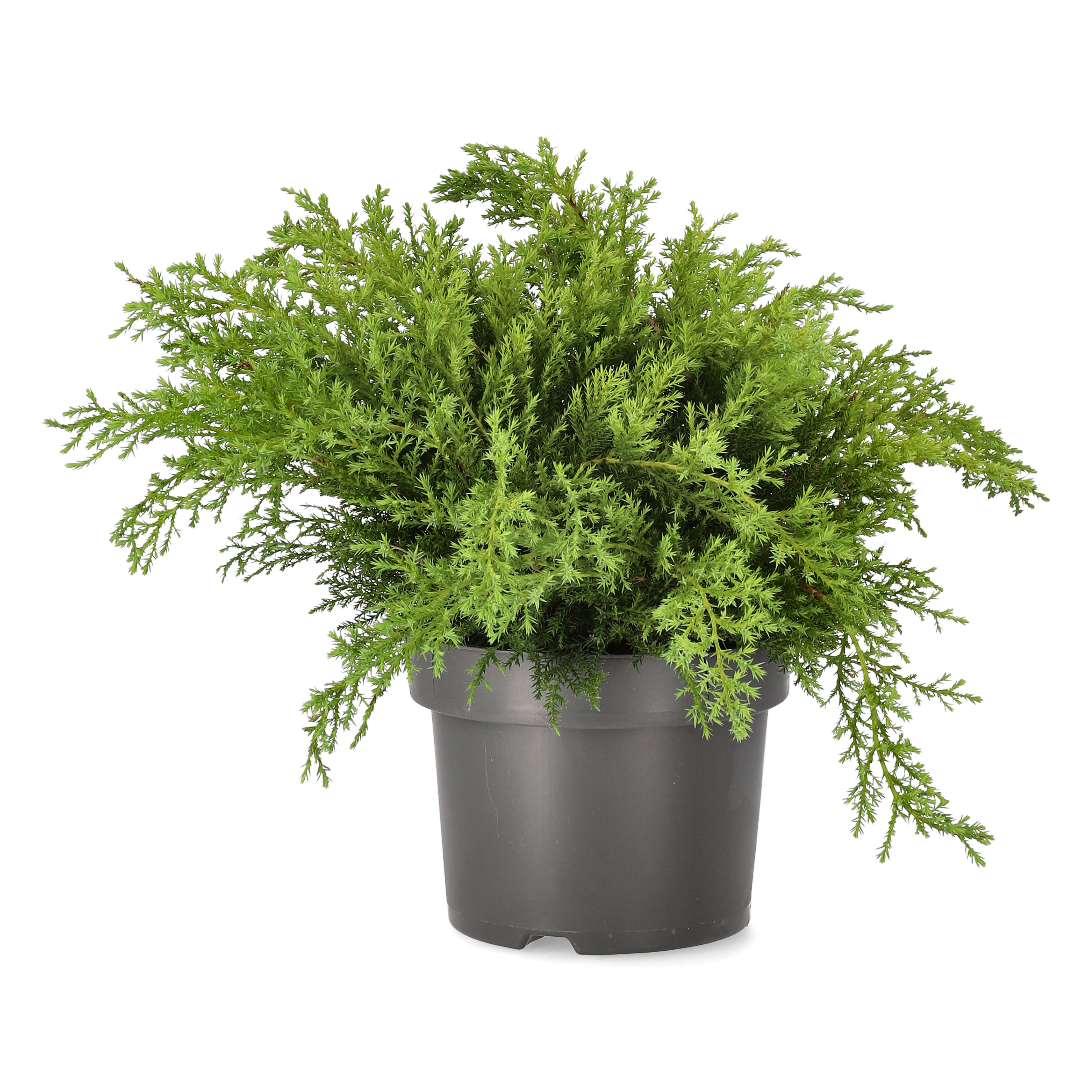 Trädgårds-En 'Pfitzer Compacta'