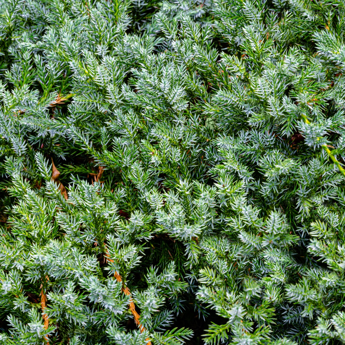 Himalaya-en 'Blue Carpet'