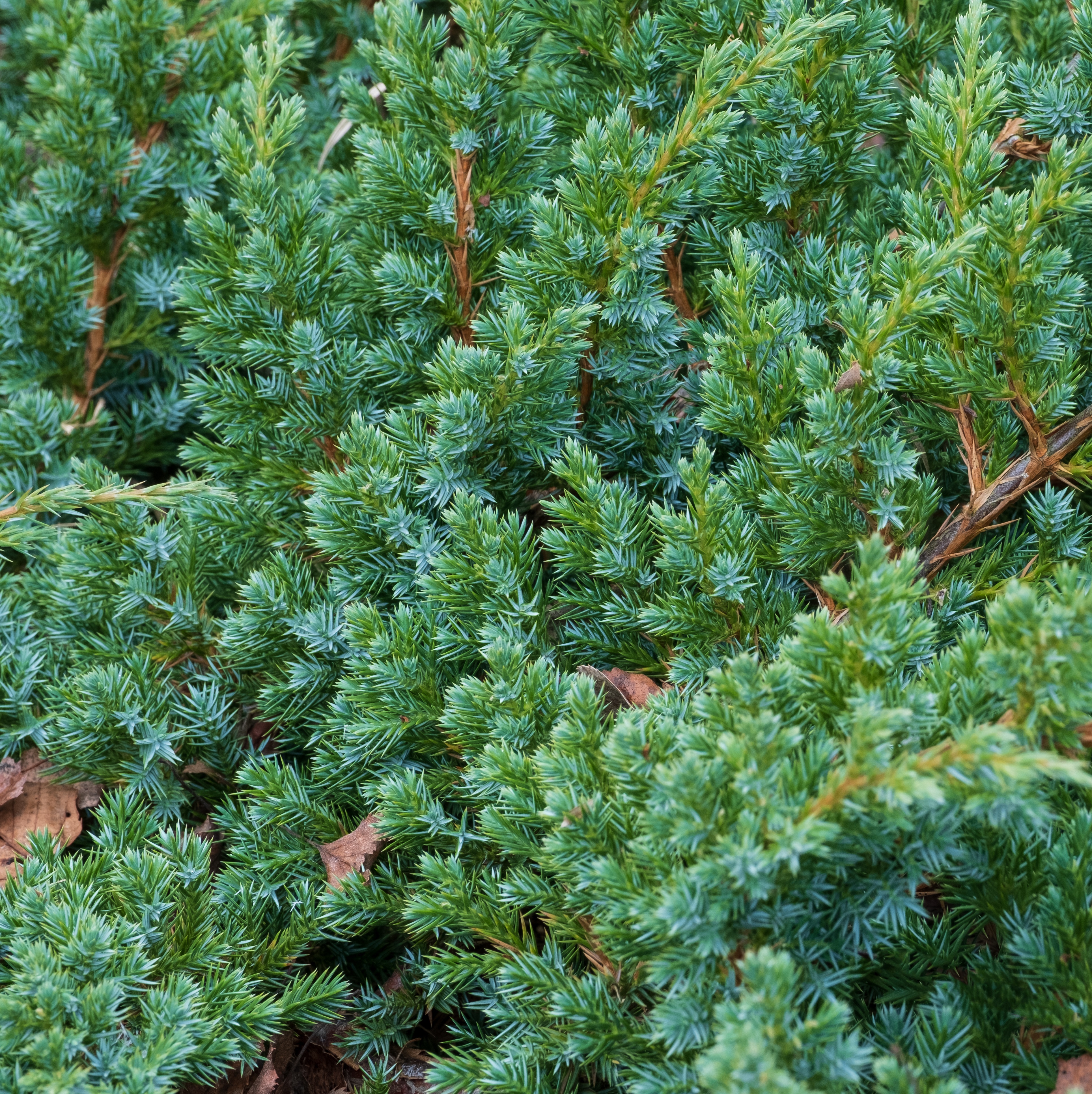 Himalaya-en 'Meyeri'