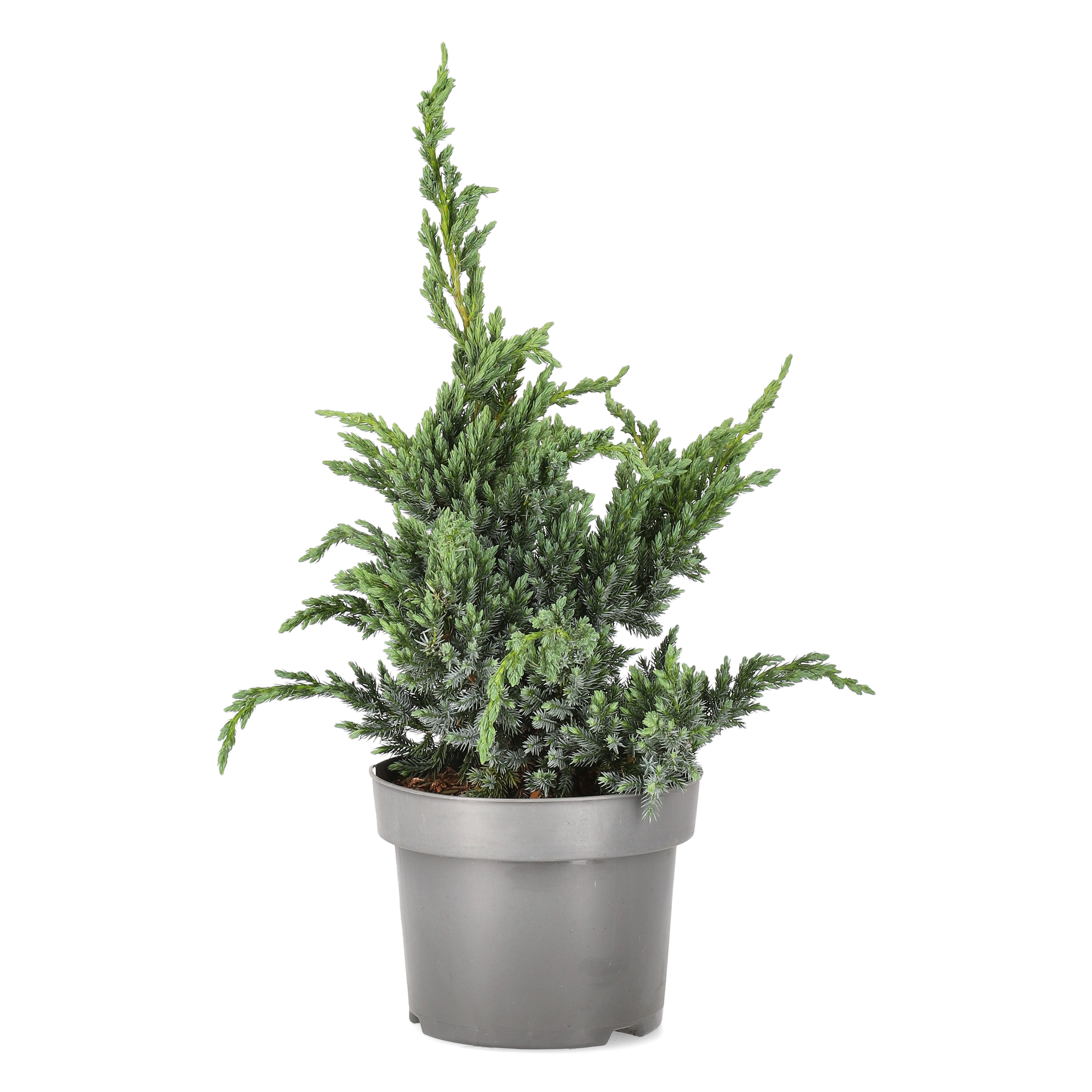 Himalaya-en 'Meyeri'