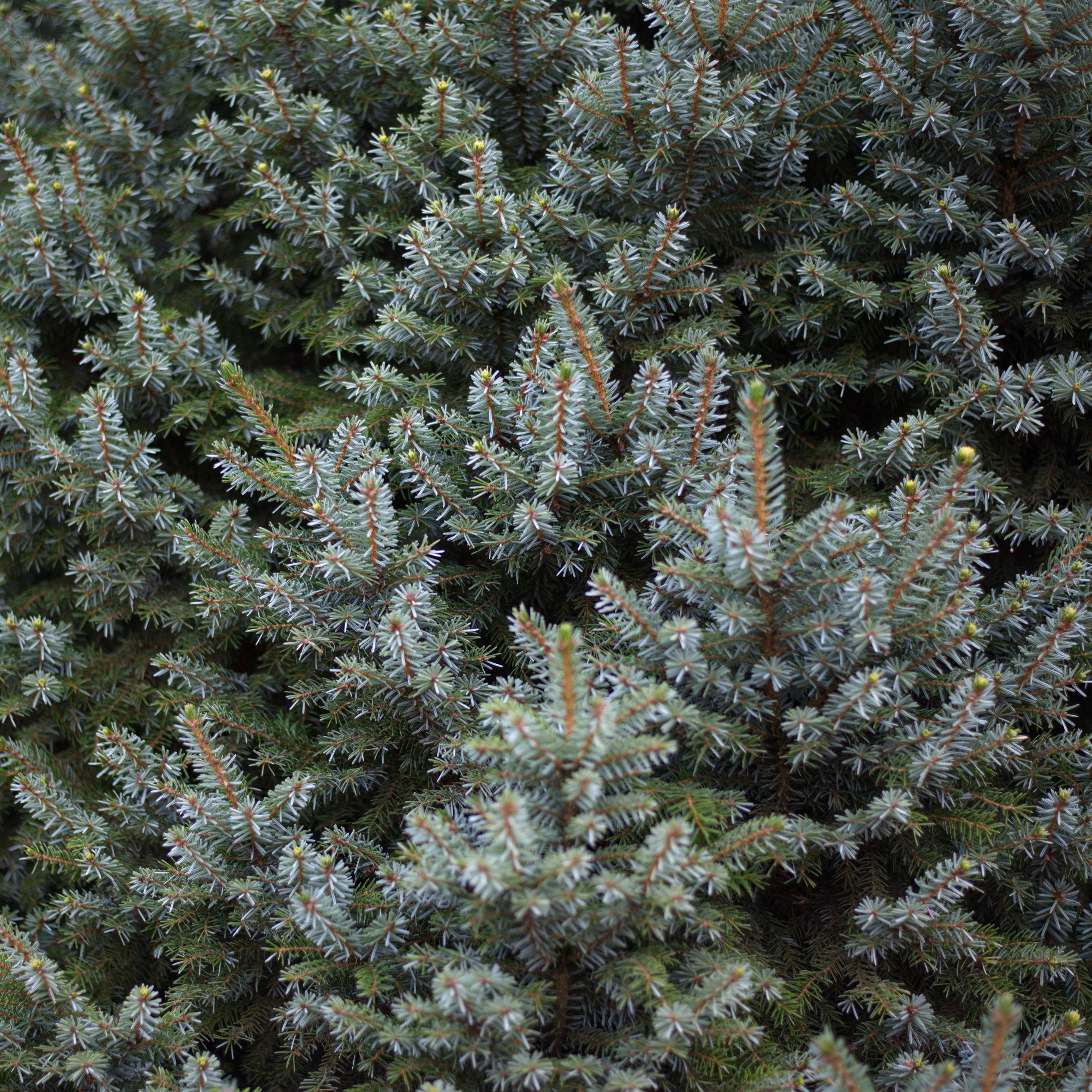Svartbambus 'Wisebear' | Plantasjen