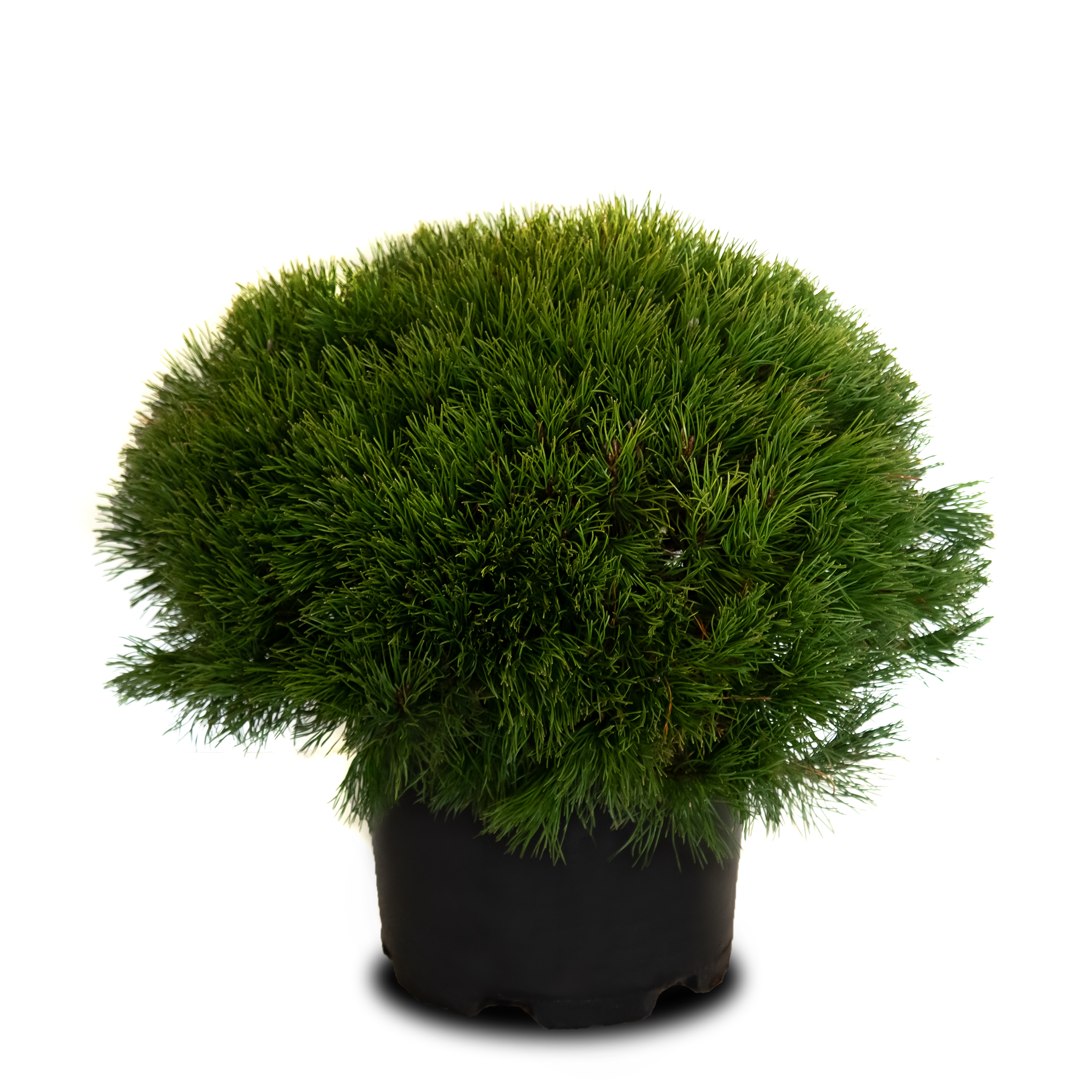 Bergtall 'Living Stone'