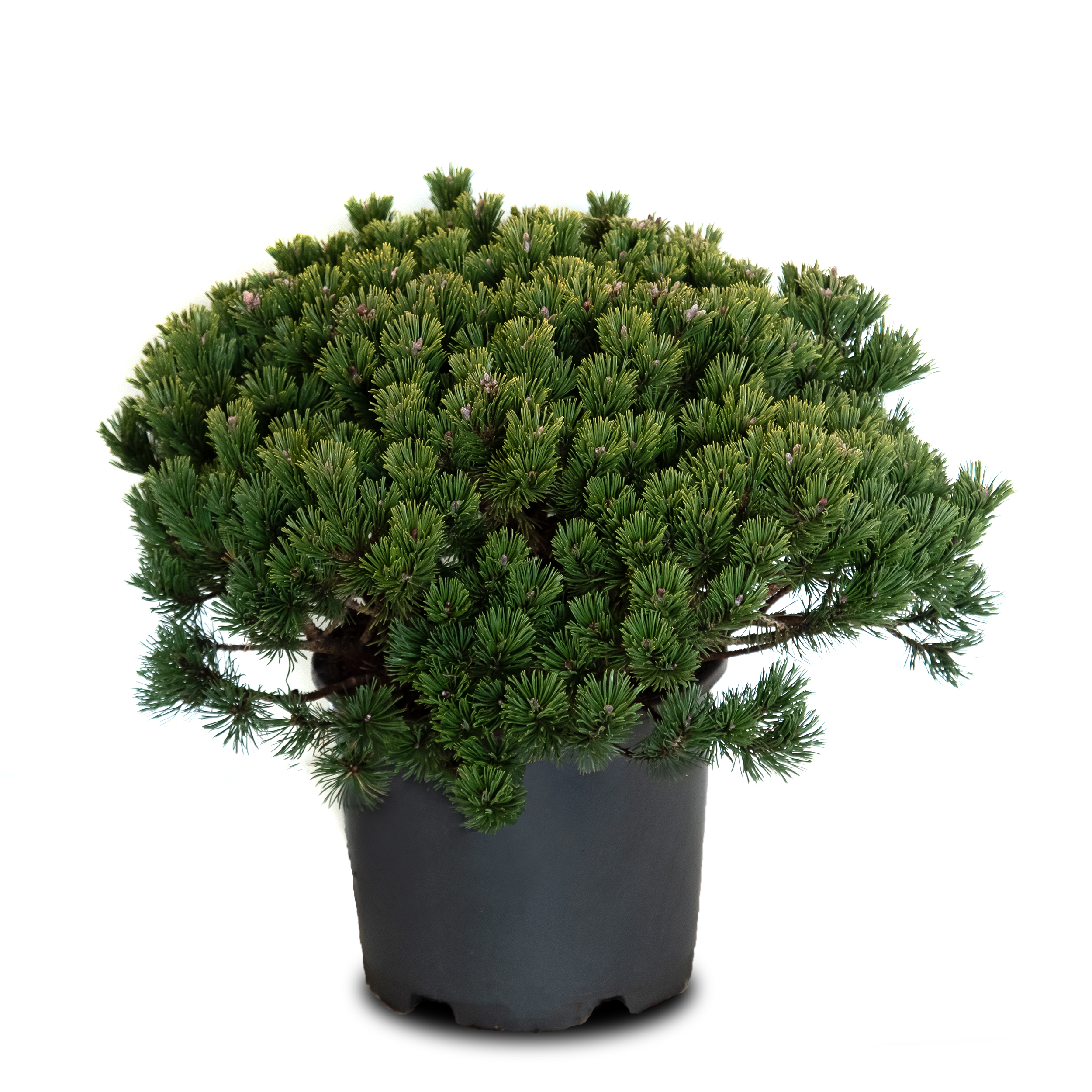 Bergtall 'Klostergrün'