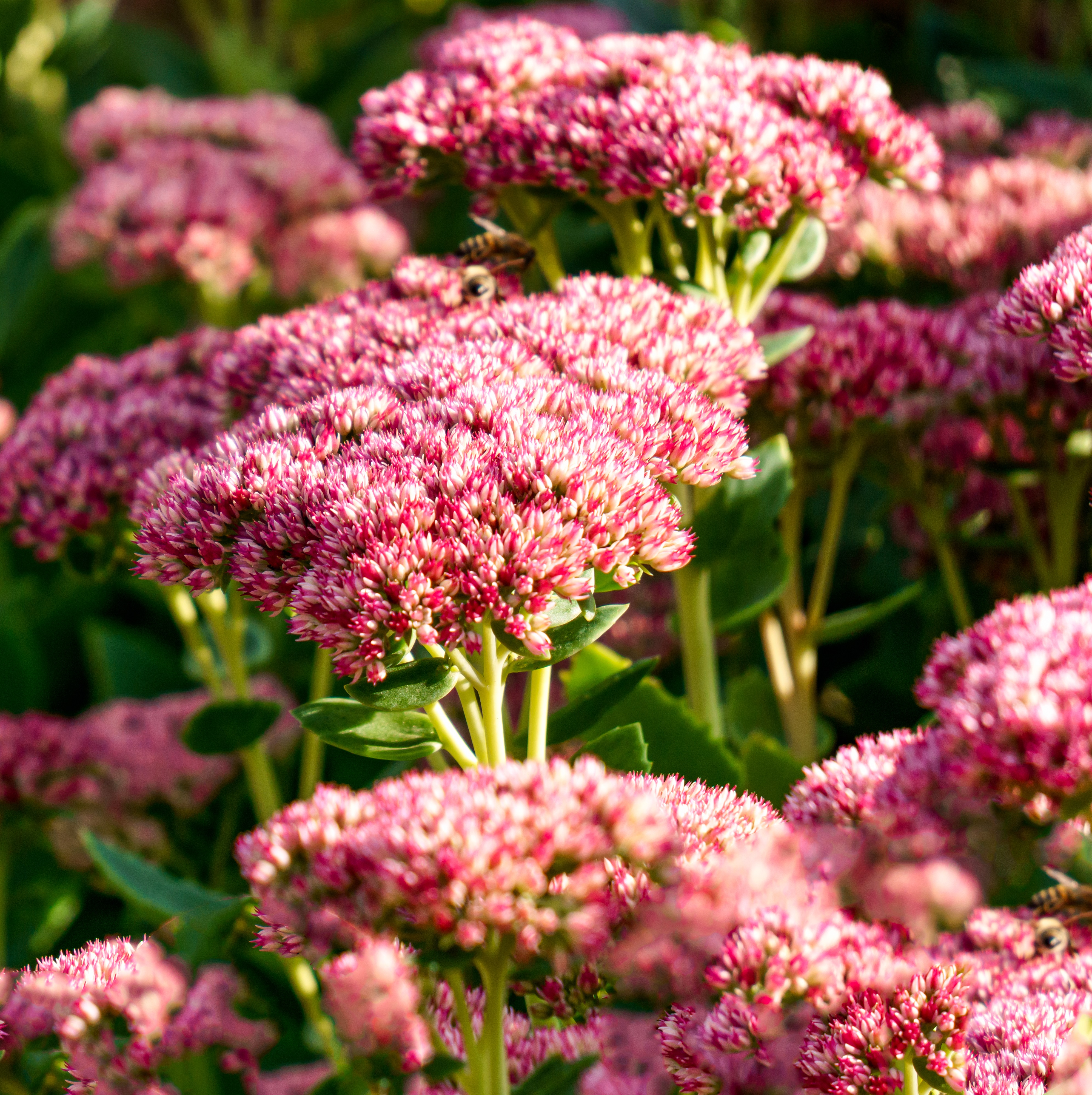 Hylotelephium telephium 'Seduction Green Leaves Rose' 17cm