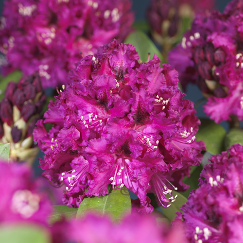 Rododendron 'Marie Fortie'
