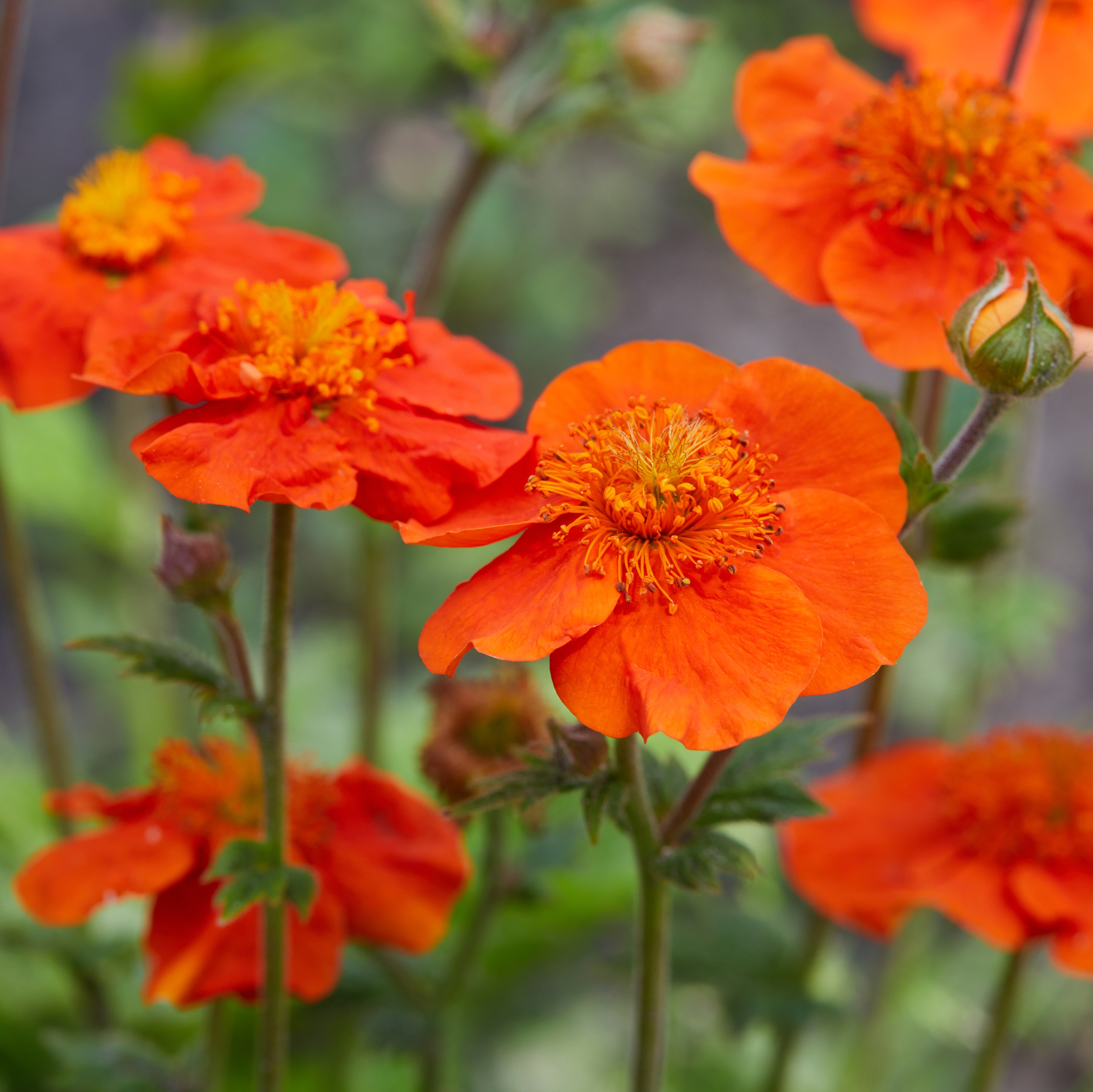 Geum SCARLET TEMPEST 19cm