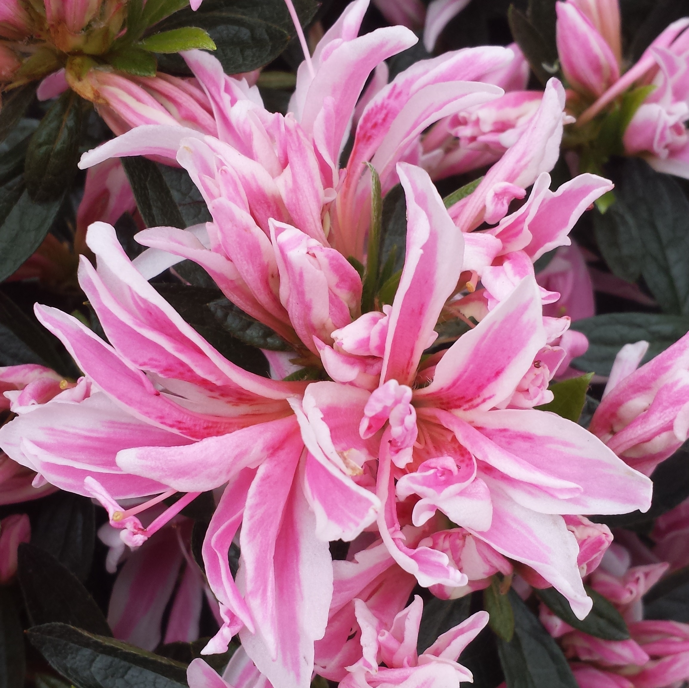 Japansk azalea 'Pink Spider'