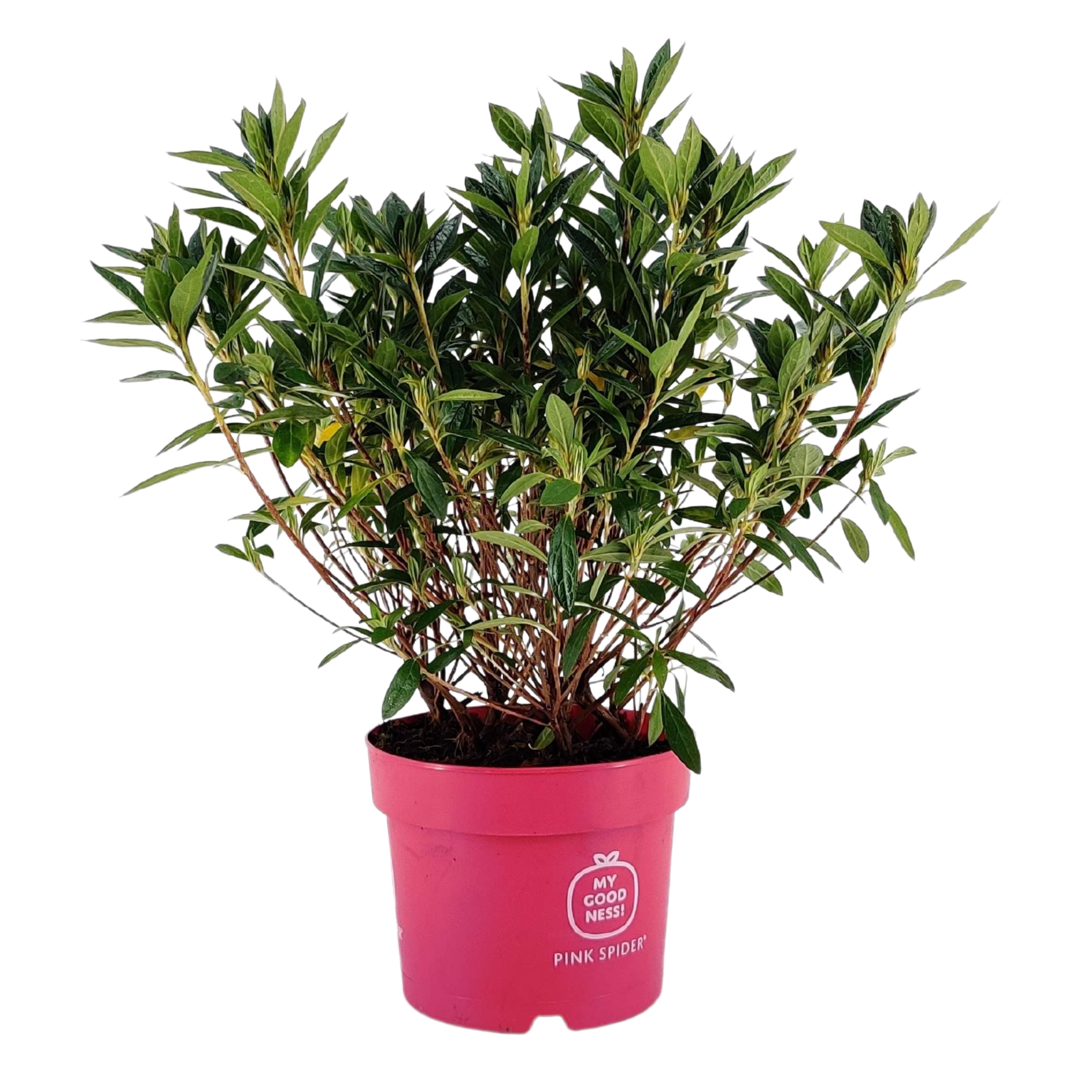 Japansk azalea 'Pink Spider'