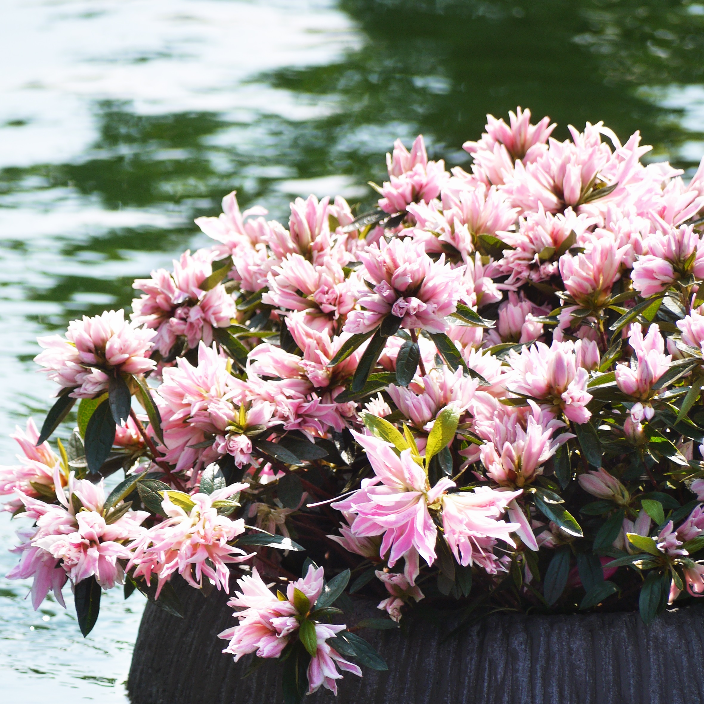 Japansk azalea 'Pink Spider'