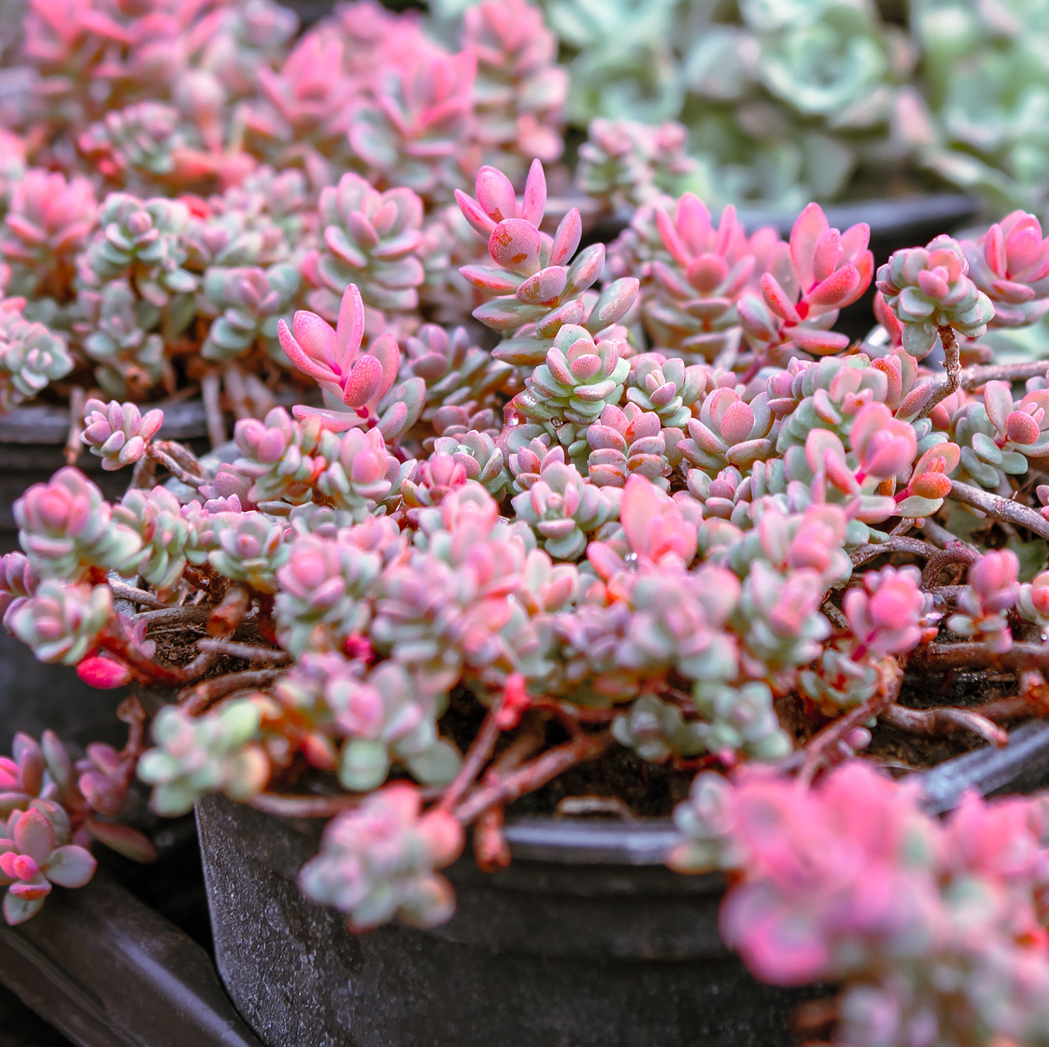 Japanbergknapp 'Lidakense'