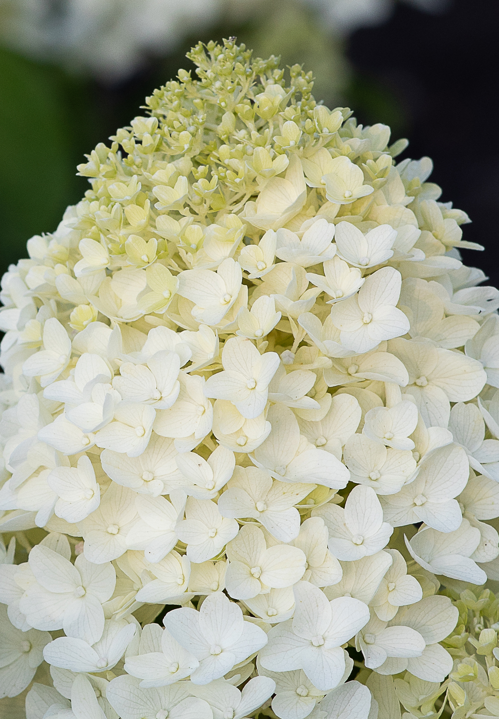 Hydrangea paniculata LIVING SUGAR RUSH® 23cm