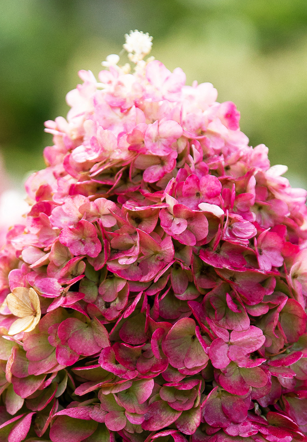 Vipphortensia LIVING PINKY PROMISE®