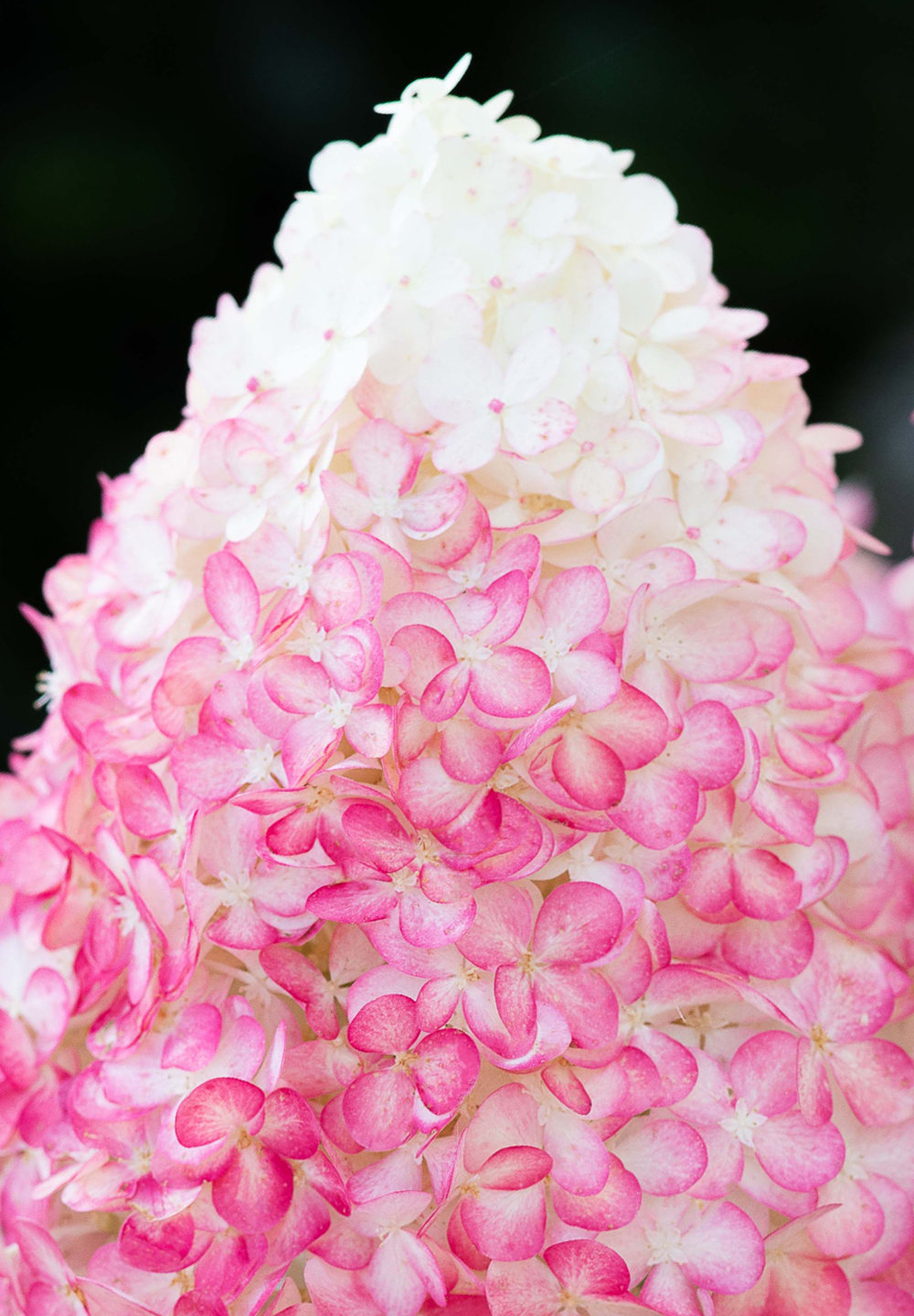 Hydrangea paniculata LIVING PINK & ROSE® 23cm