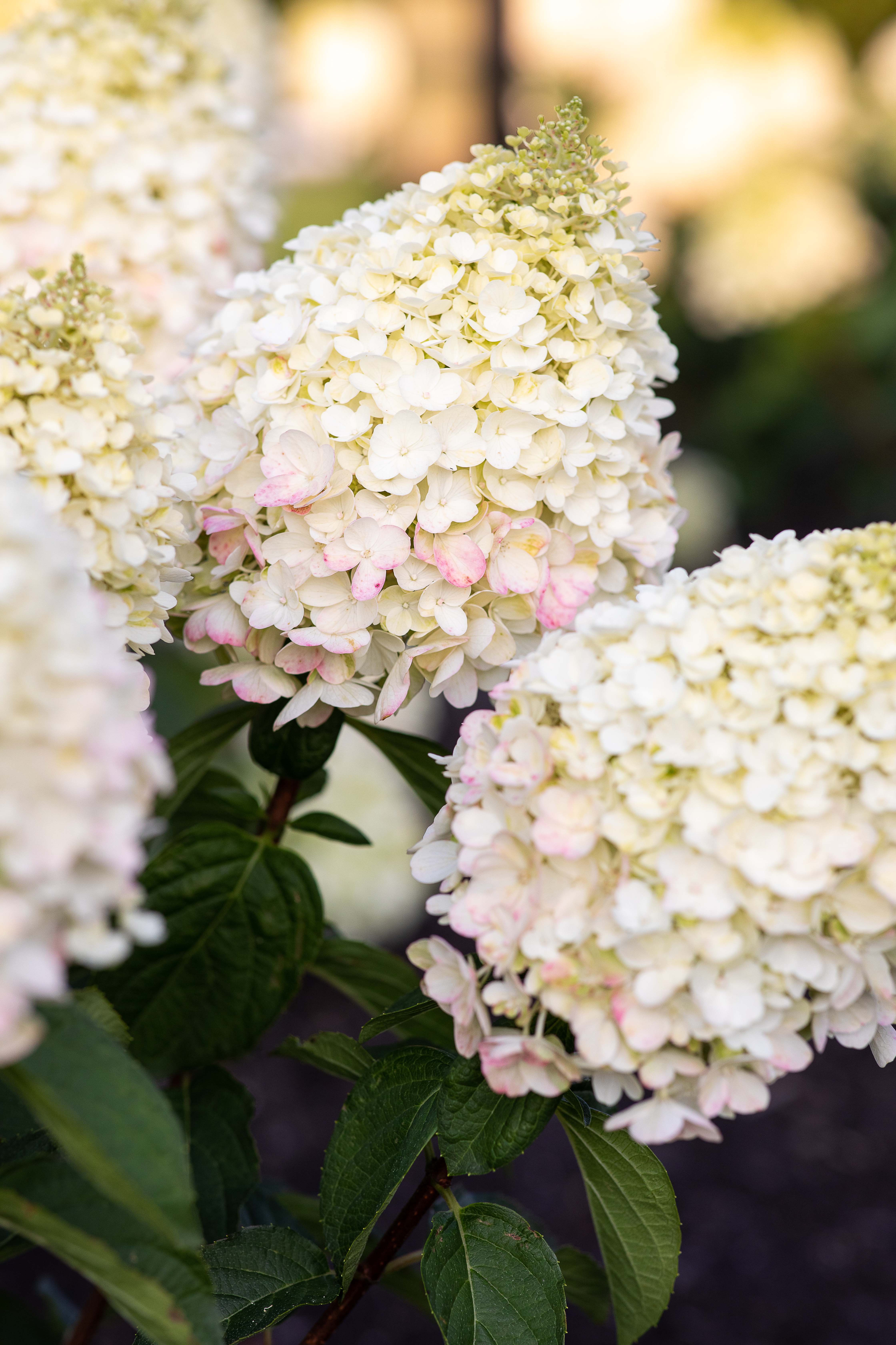 Vipphortensia LIVING PINKY PROMISE®