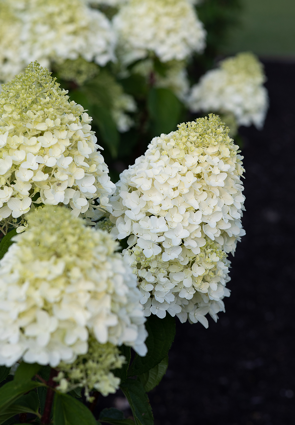 Hydrangea paniculata LIVING SUGAR RUSH® 23cm