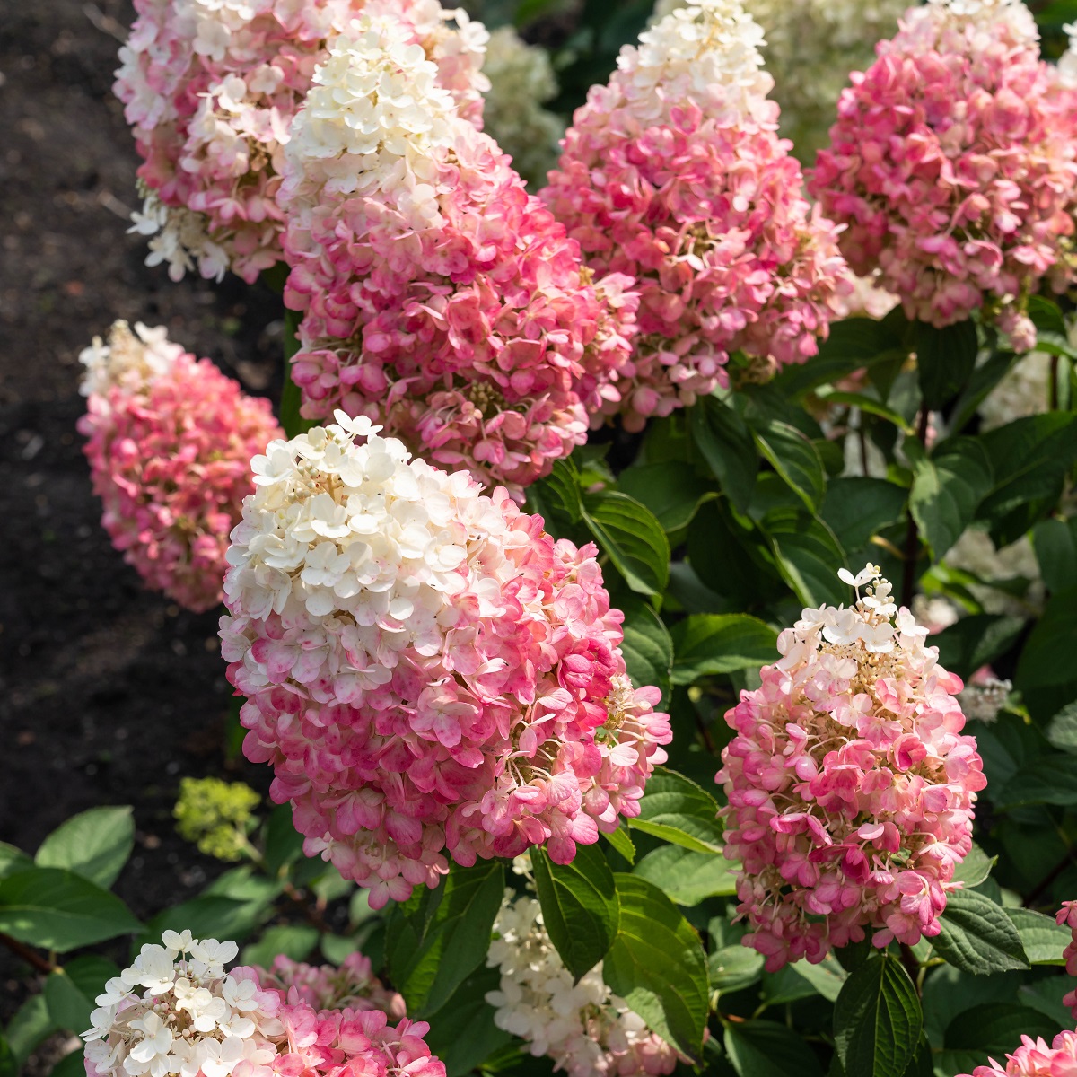 Vipphortensia LIVING PINKY PROMISE®