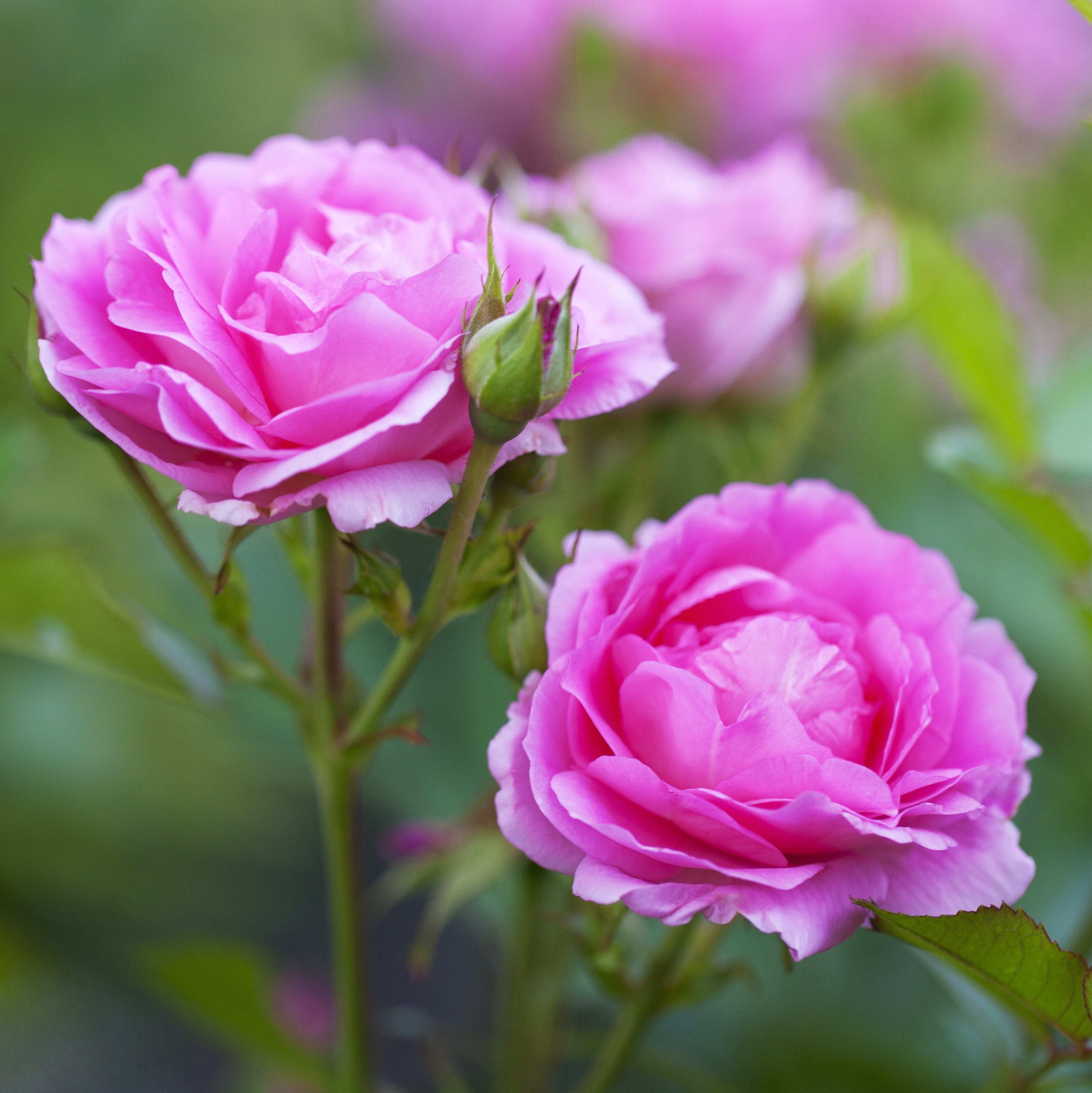 Buskrose 'Morden Centennial'