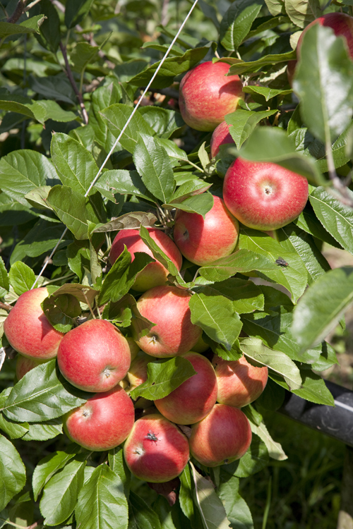 Malus domestica 'Amorosa' A2 12L