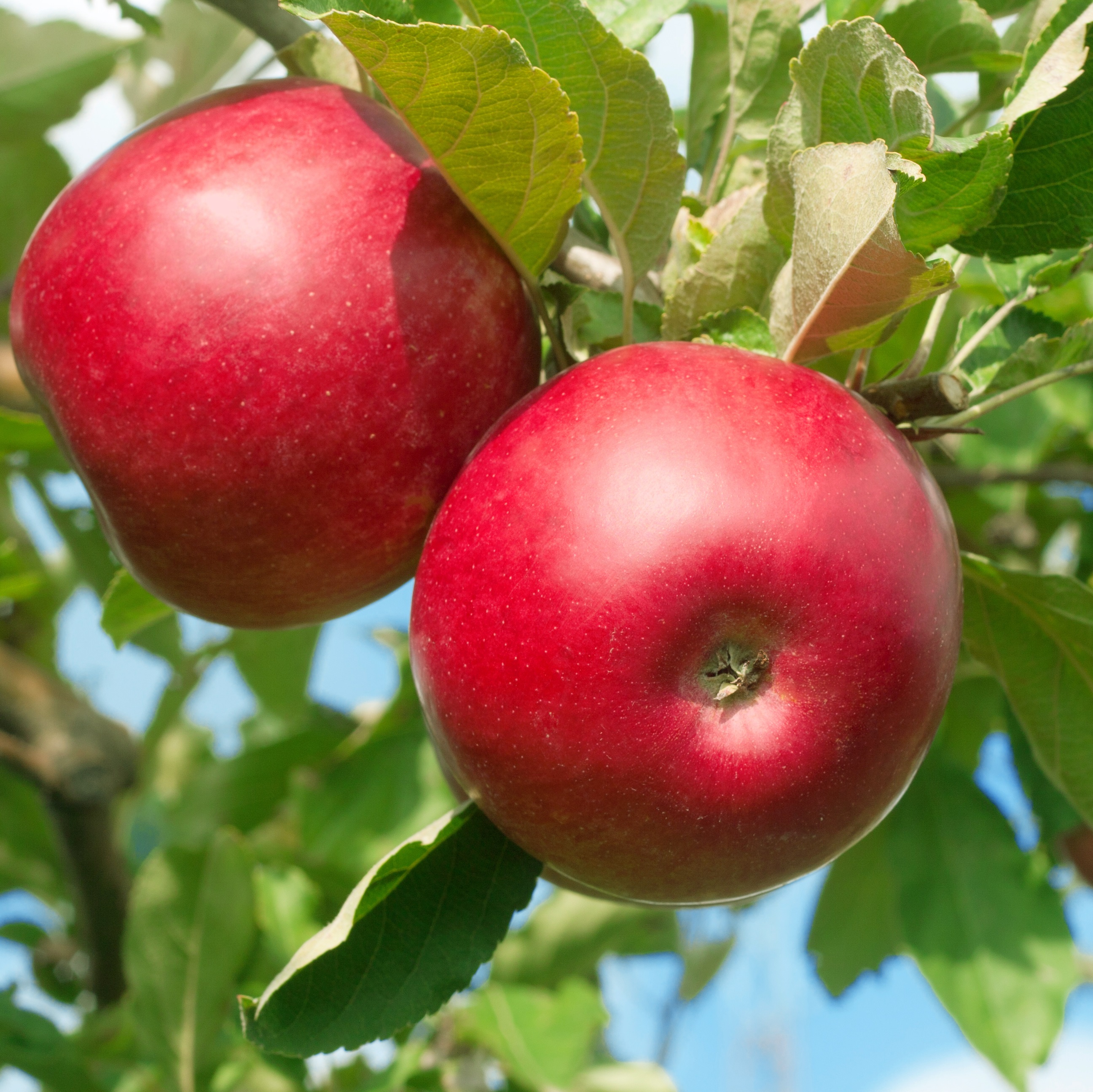 Äpple RÖD MELBA E A2