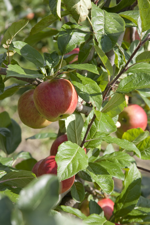 Pelaräpple 'Starcats' MM106