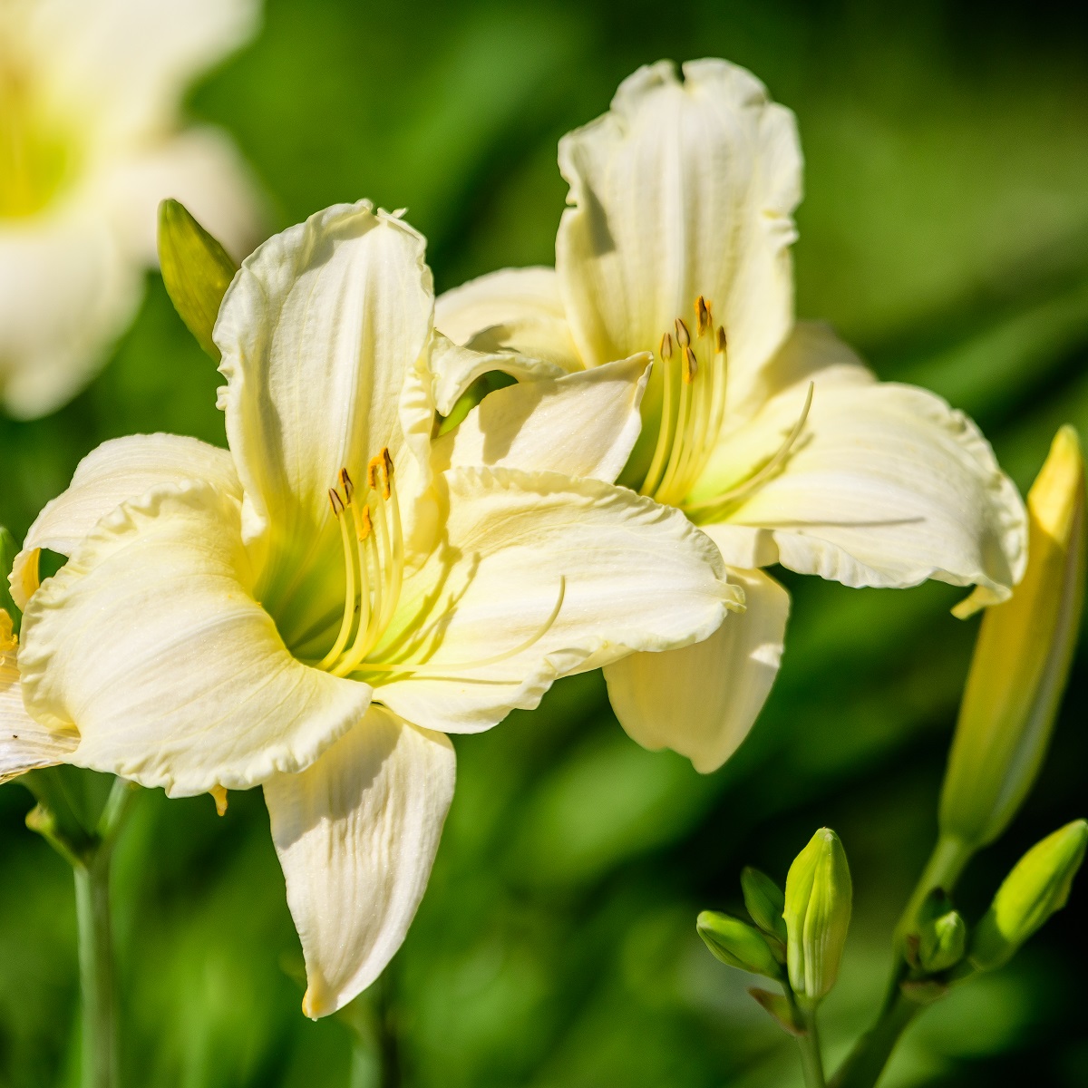 Hemerocallis 'Arctic Snow'