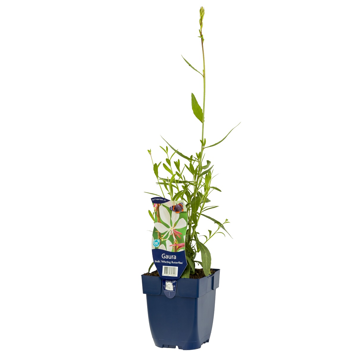 Sommarljus 'Whirling Butterflies'