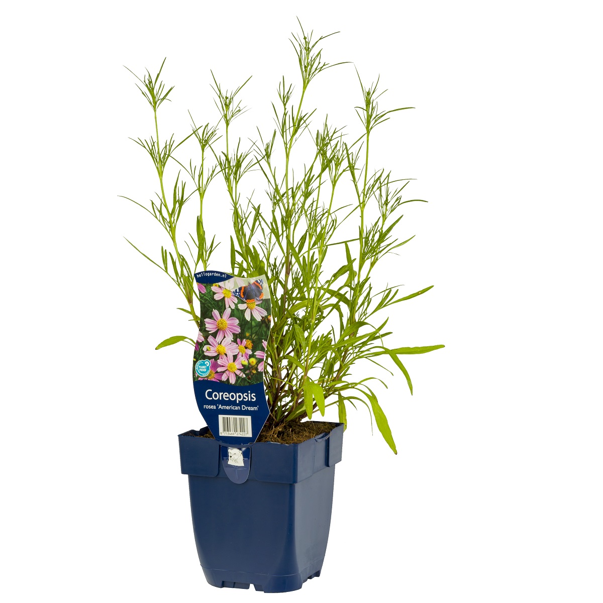 Rosenöga 'American Dream'