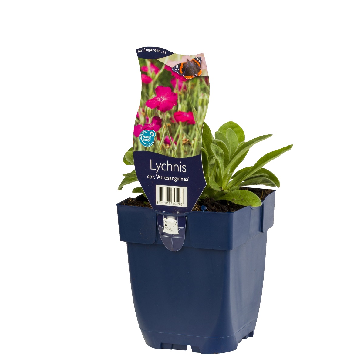 Lychnis coronaria 'Atrosanguinea'