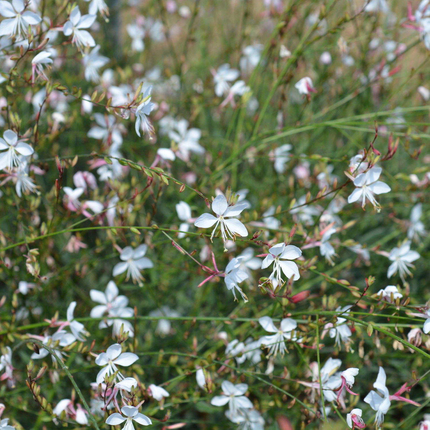 Sommarljus 'Whirling Butterflies'