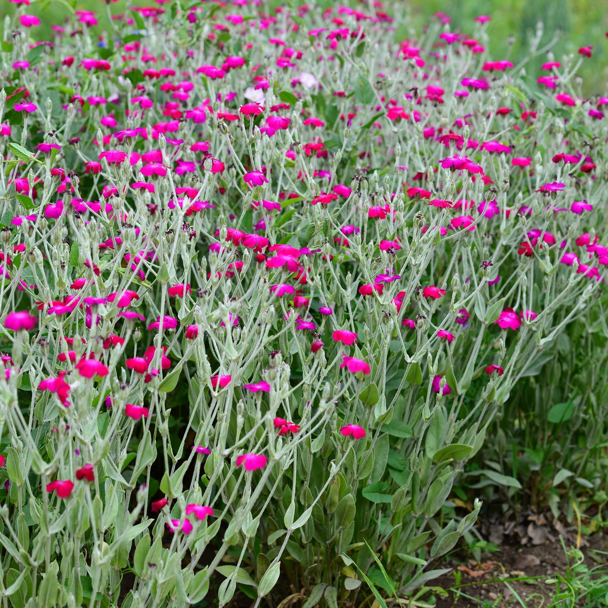 Lychnis coronaria 'Atrosanguinea'