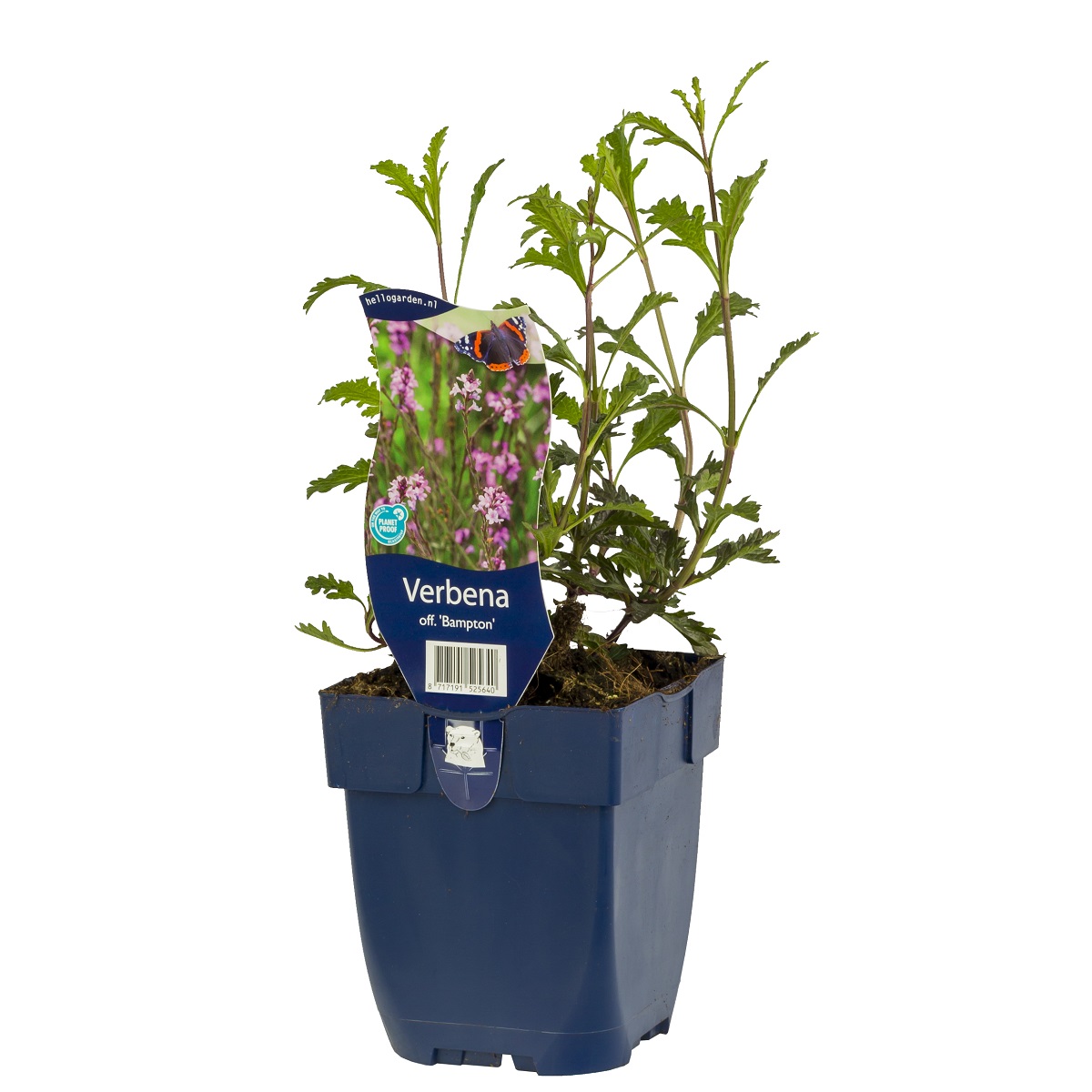 Verbena officinalis 'Bampton'