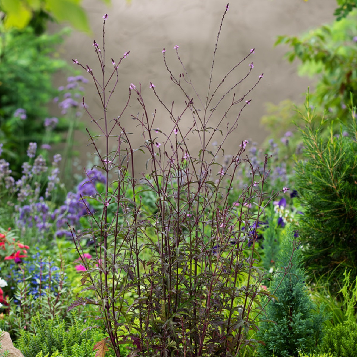Verbena officinalis 'Bampton'