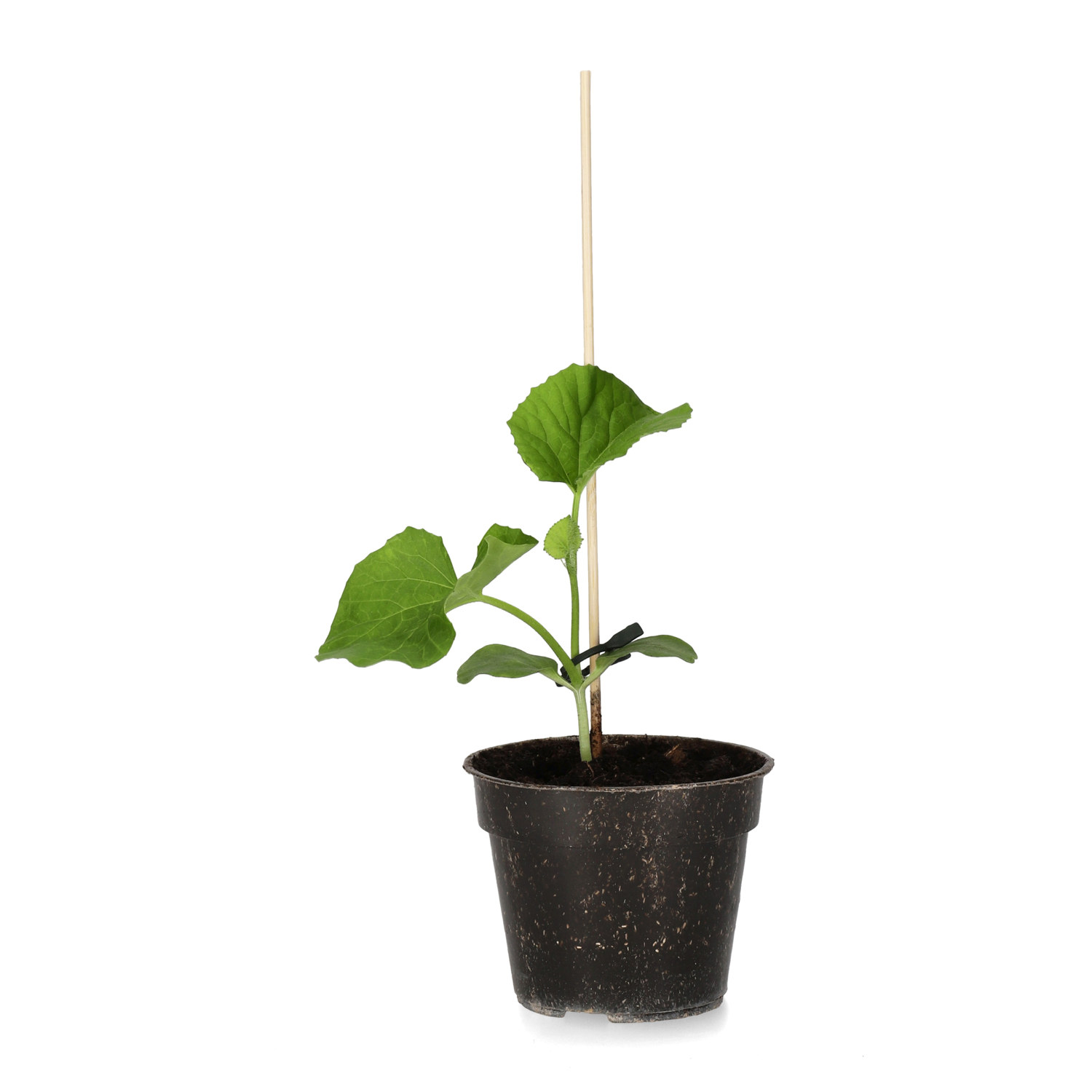 All N. Cucumis 'Cantaloupe' 10,5 cm