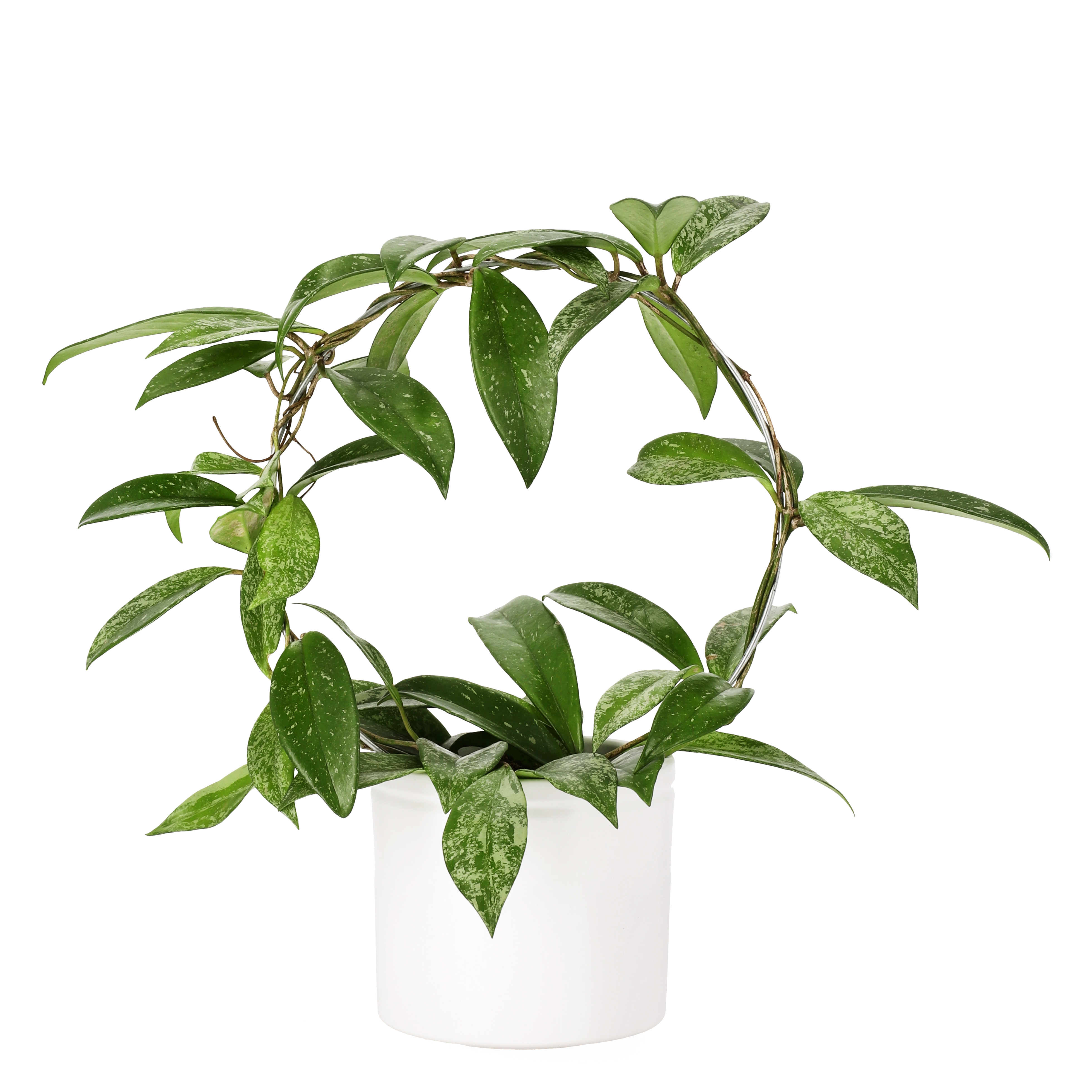 Hoya pubicalyx 'Silverspots' on bow