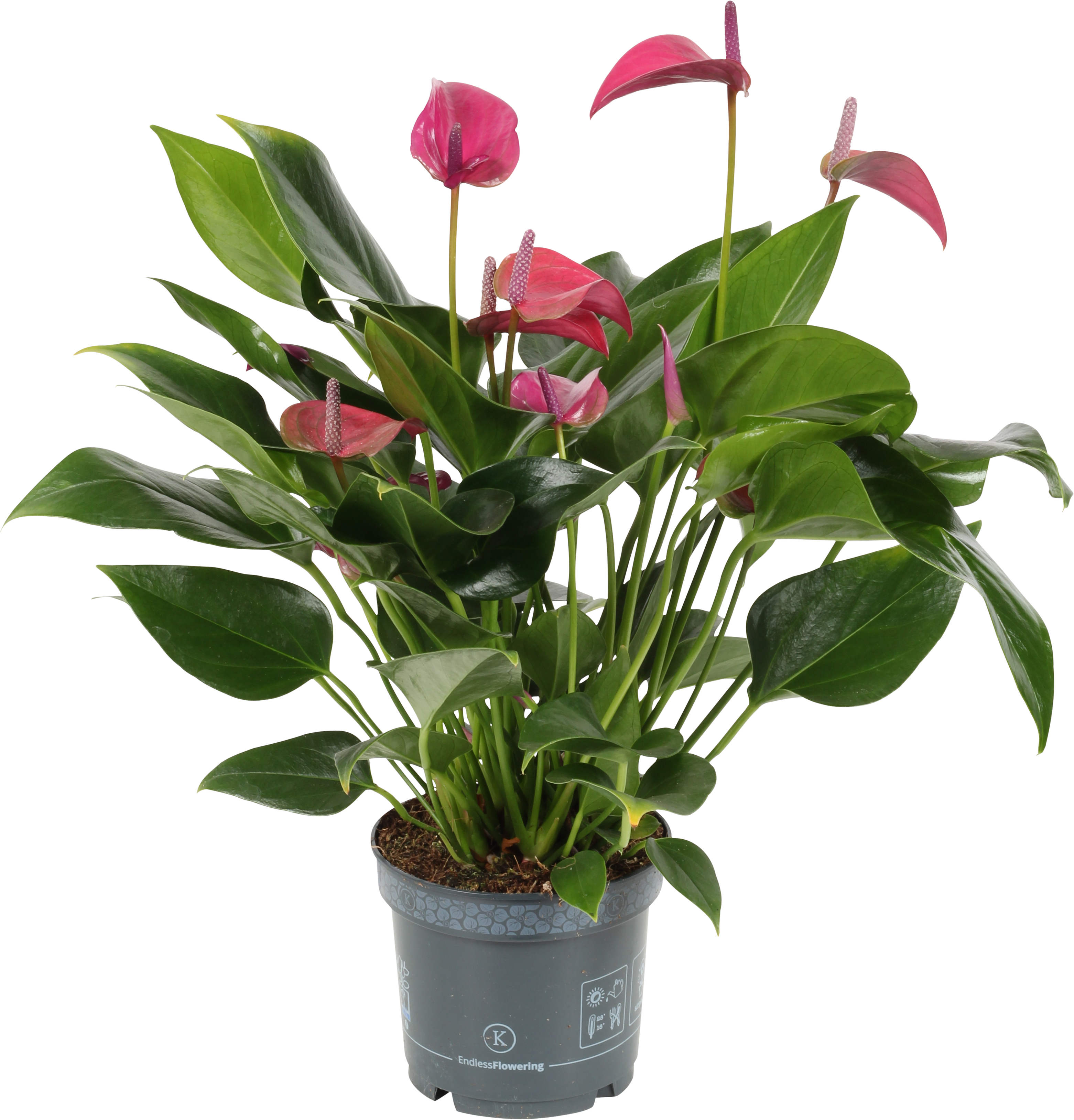 Anthurium andraeanum 'Jolie Pink' 12 cm
