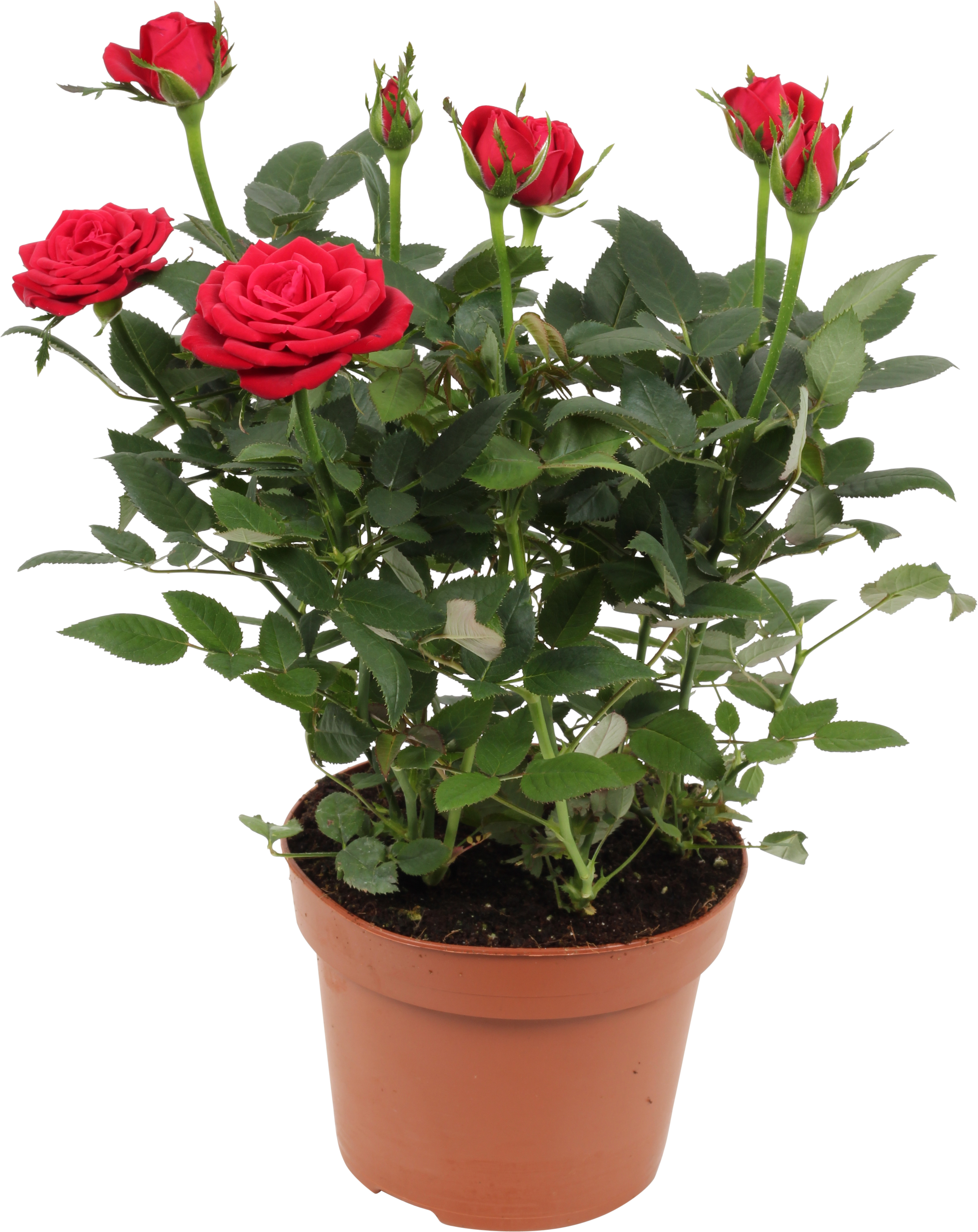 Rosa Forever Red 12 cm