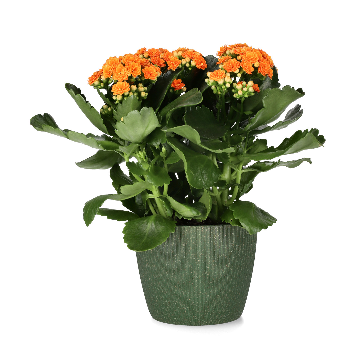 Kalanchoe