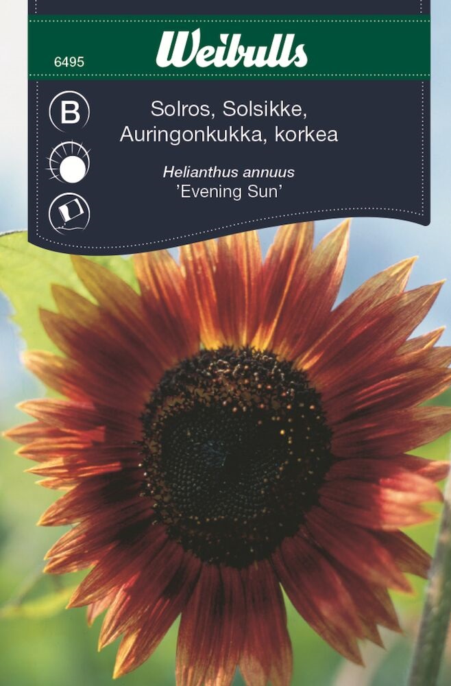 Solros 'Evening Sun'