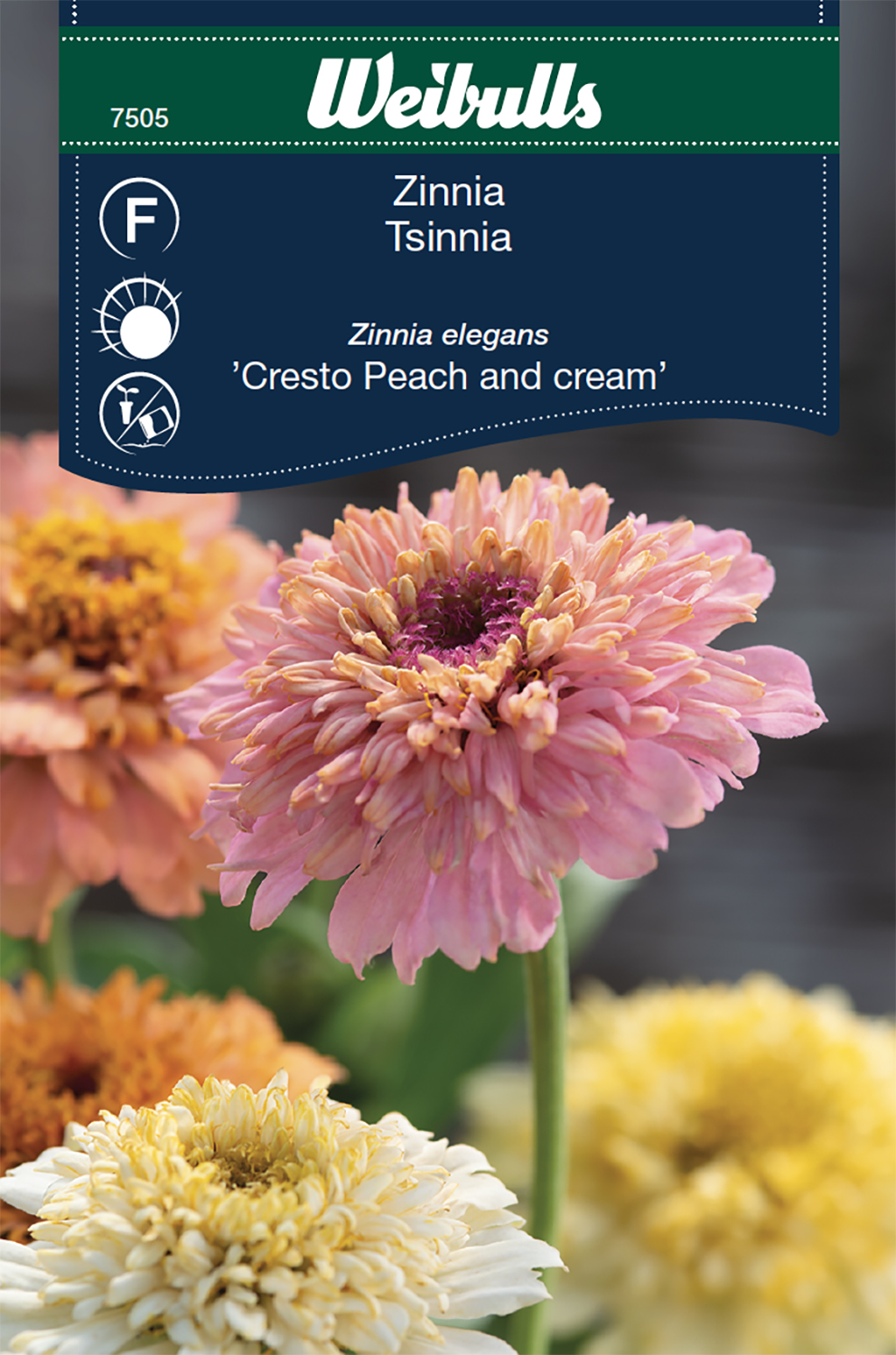 Zinnia 'Cresto Peach and Cream'