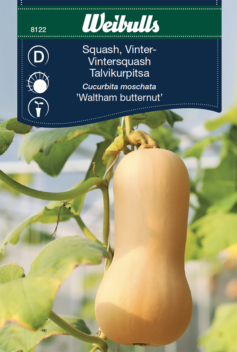 Squash 'Waltham Butternut'