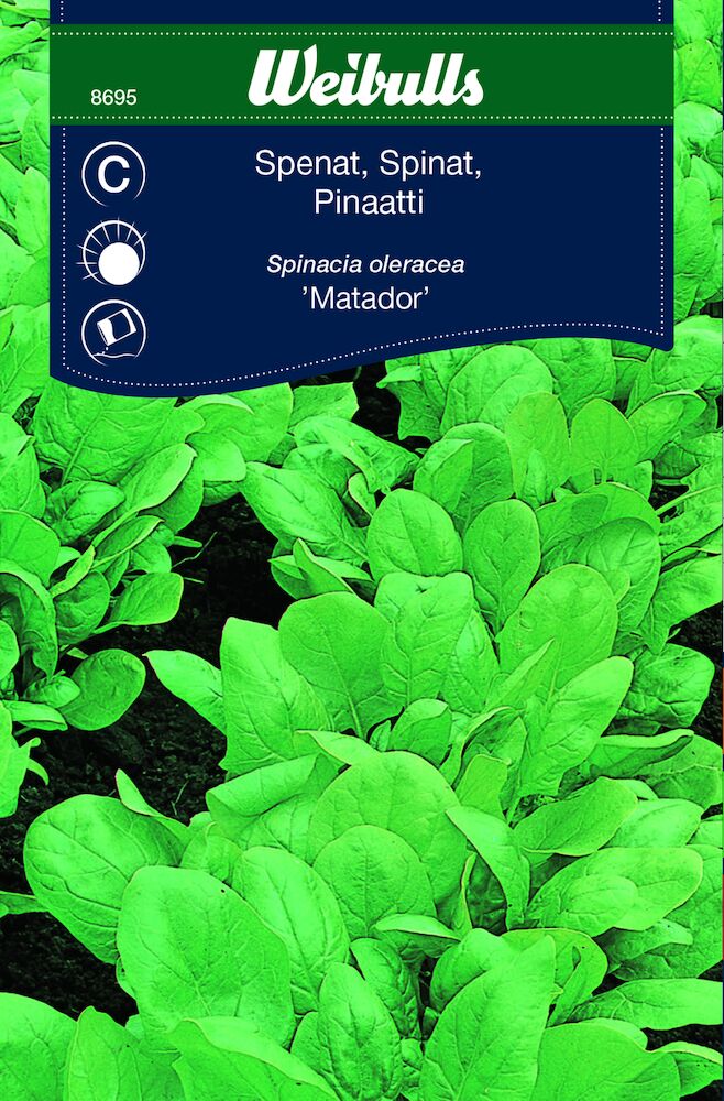 Spinacia oleracea