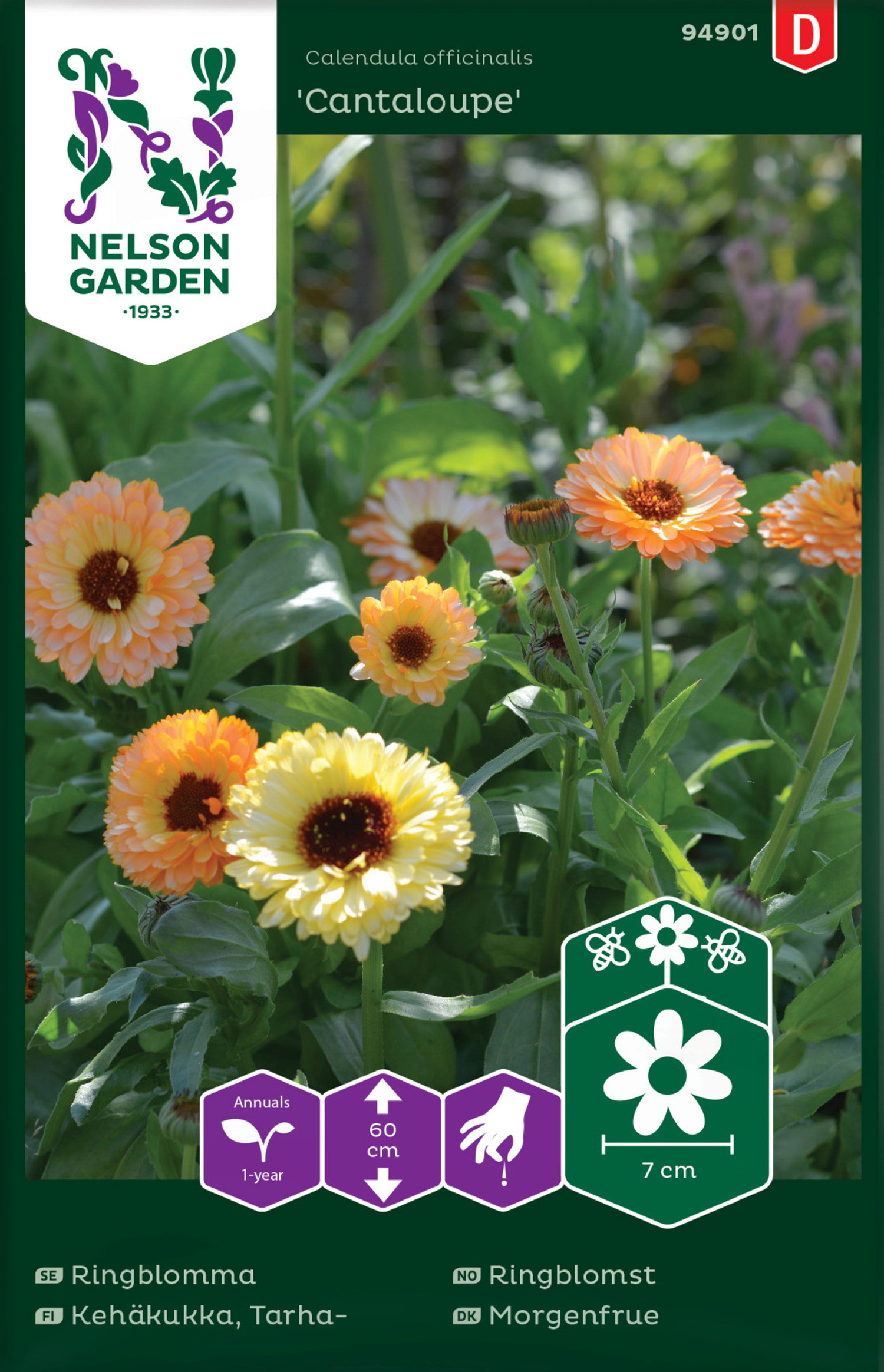 Ringblomst 'Cantaloupe'