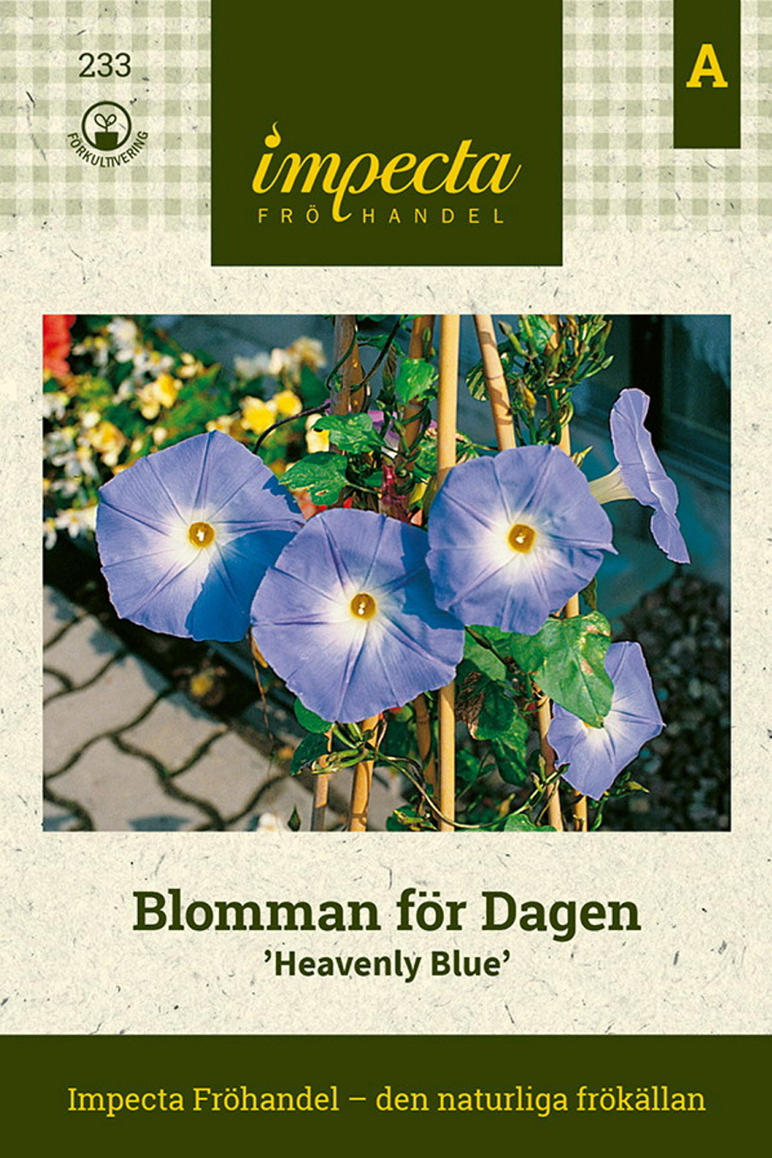 Ipomoea tricolor 'Heavenly Blue'